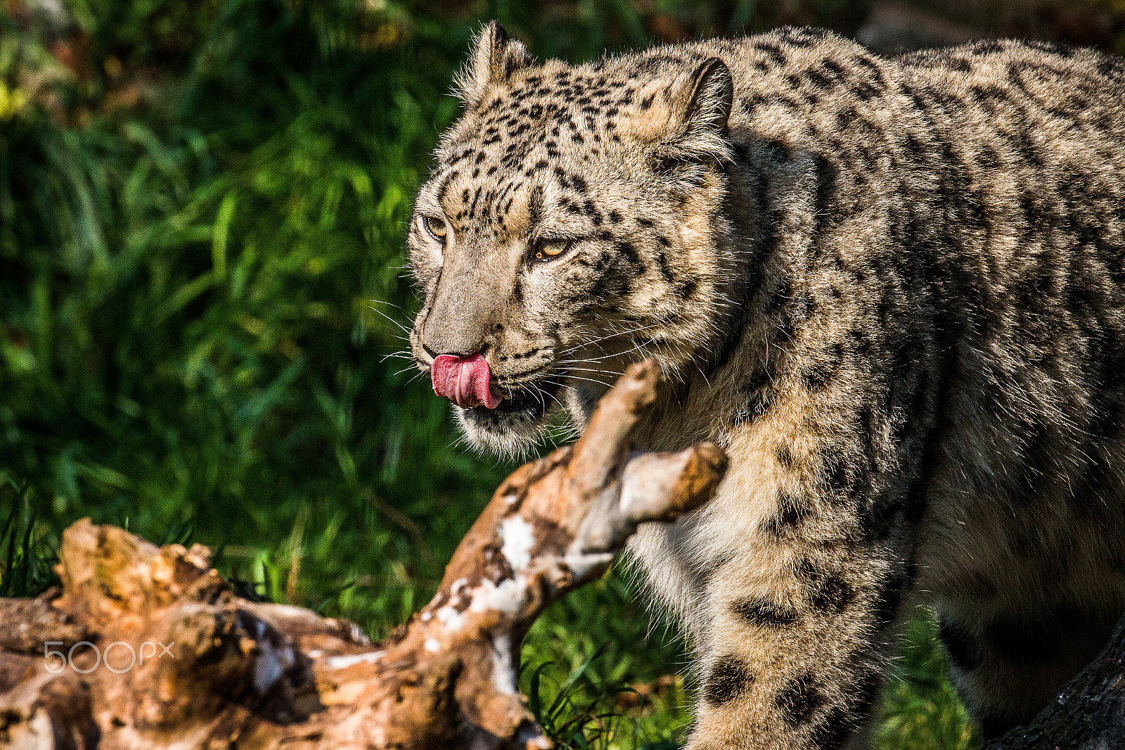 Canon EOS 70D + Canon EF 100-400mm F4.5-5.6L IS II USM sample photo. Snow leopard photography