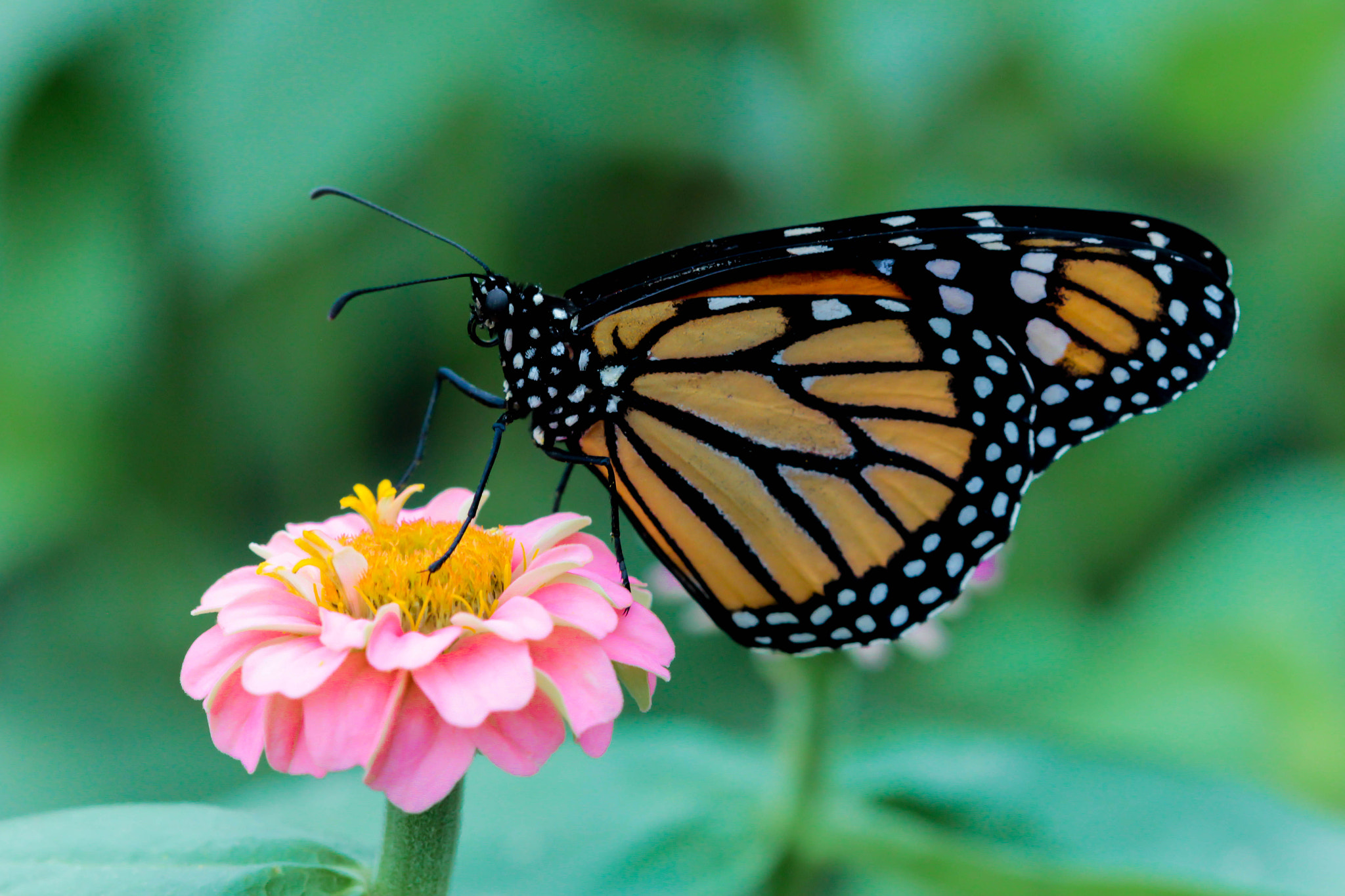 Canon EF 100mm F2.8 Macro USM sample photo. Monarch butterfly photography