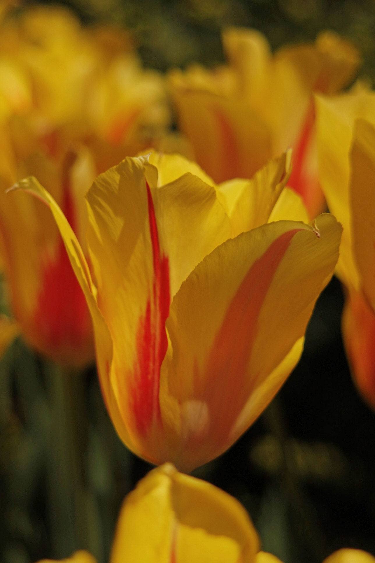 Canon EOS 40D sample photo. Yellow and red tulips photography