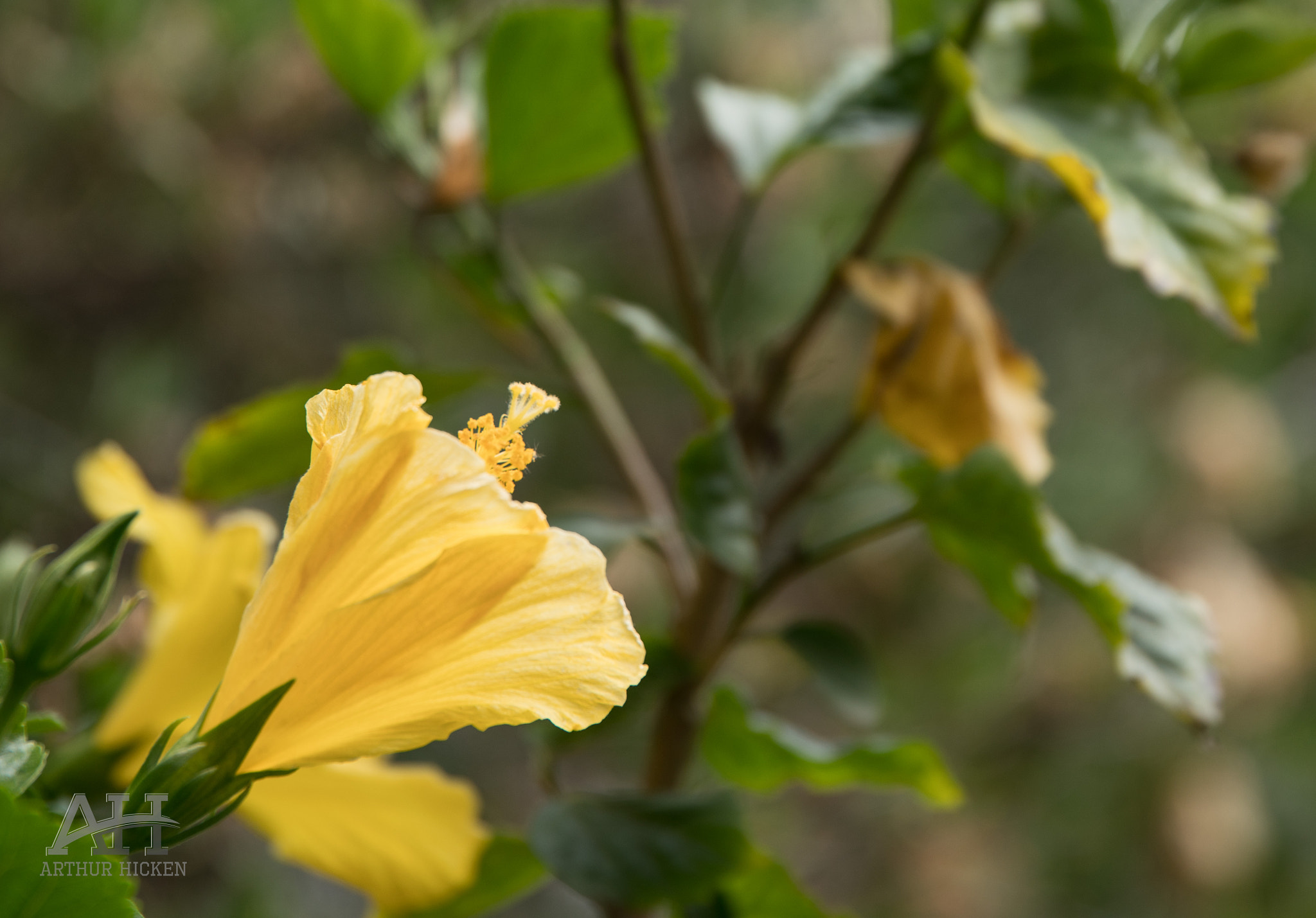 Tamron 80-300mm F3.5-6.3 sample photo. Yellow flower photography