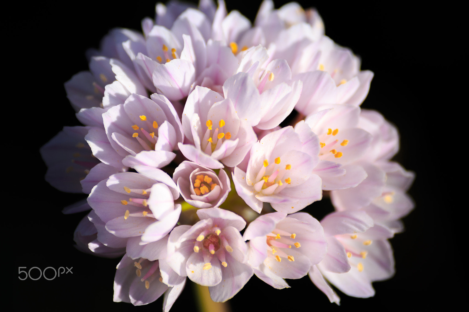 Canon EOS 650D (EOS Rebel T4i / EOS Kiss X6i) sample photo. Nothing but flowers photography