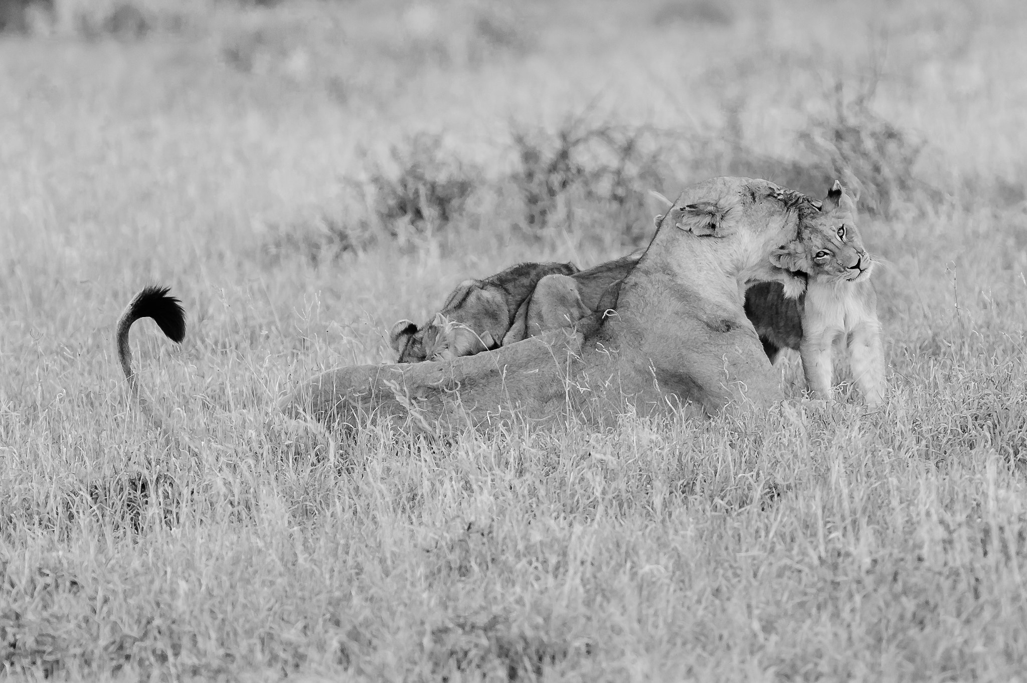 Nikon D700 + Nikon AF-S Nikkor 500mm F4G ED VR sample photo. Lioness with cubs photography