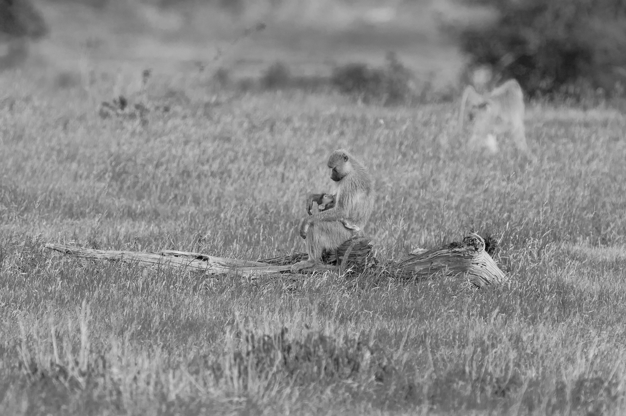 Nikon D700 + Nikon AF-S Nikkor 500mm F4G ED VR sample photo. Baboon nursing photography