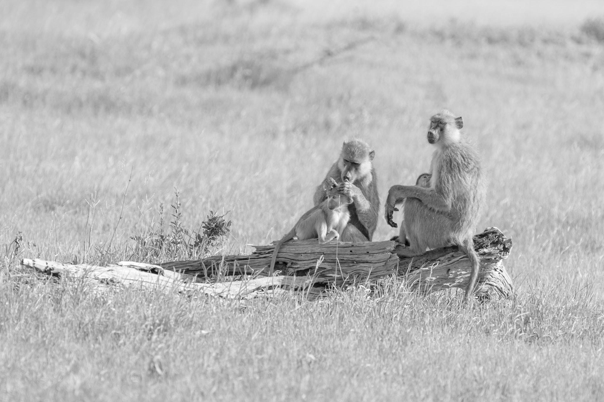 Nikon D700 + Nikon AF-S Nikkor 500mm F4G ED VR sample photo. Baboons nursing & grooming photography