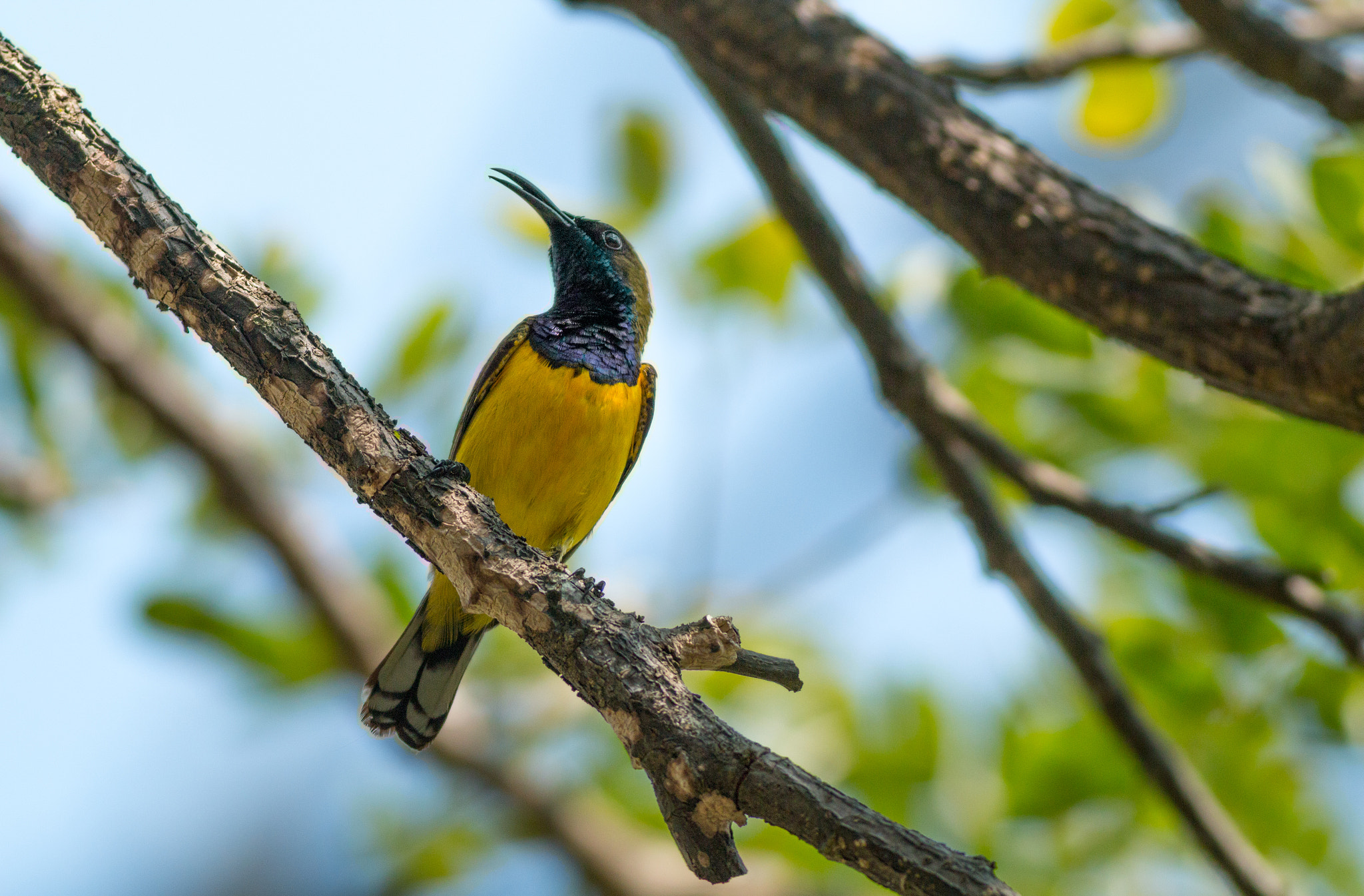 Canon EOS 70D + Canon EF 400mm F5.6L USM sample photo. Olive-backed sunbird photography