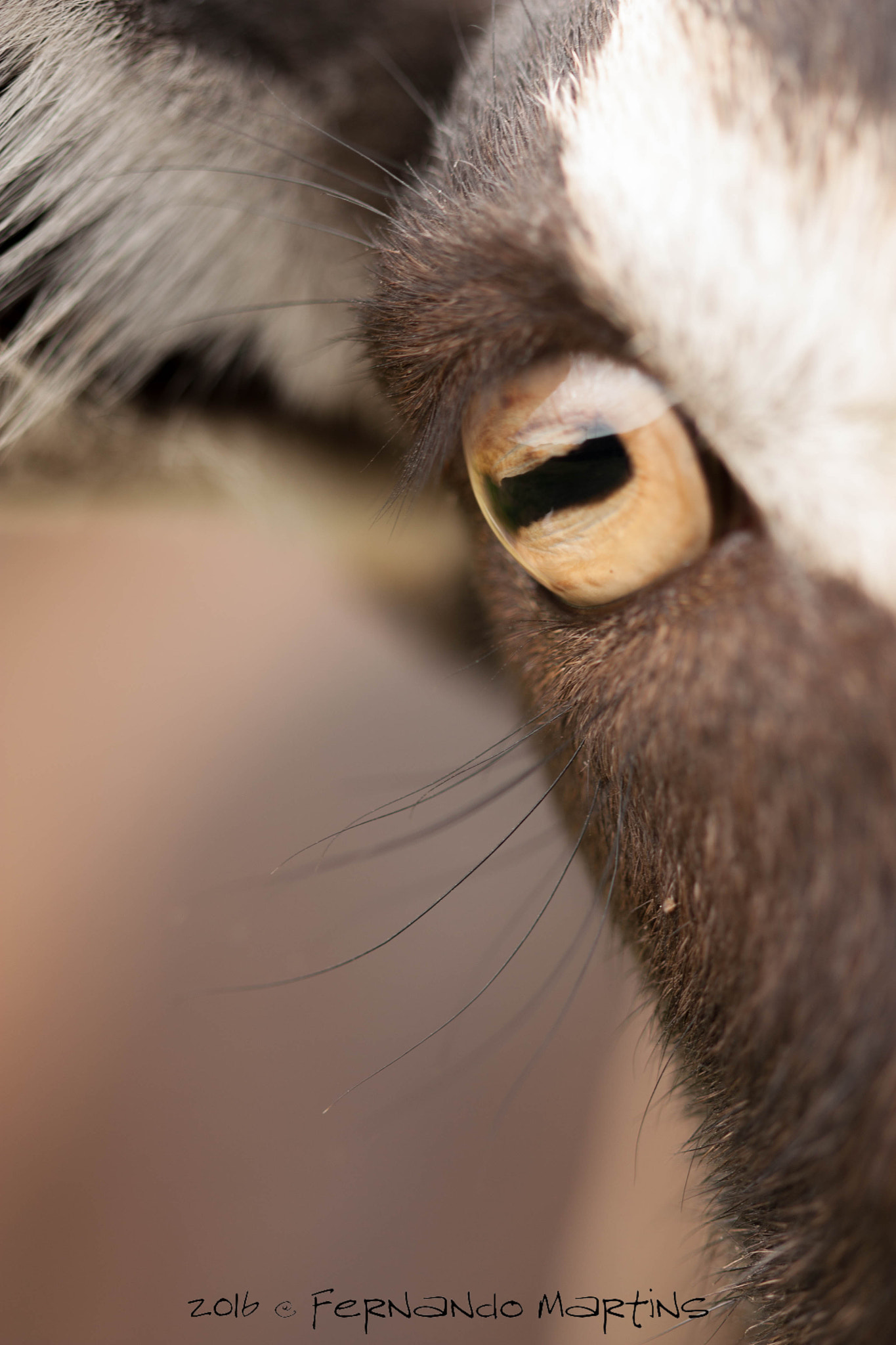 Canon EF 100mm F2.8 Macro USM sample photo. Eye photography