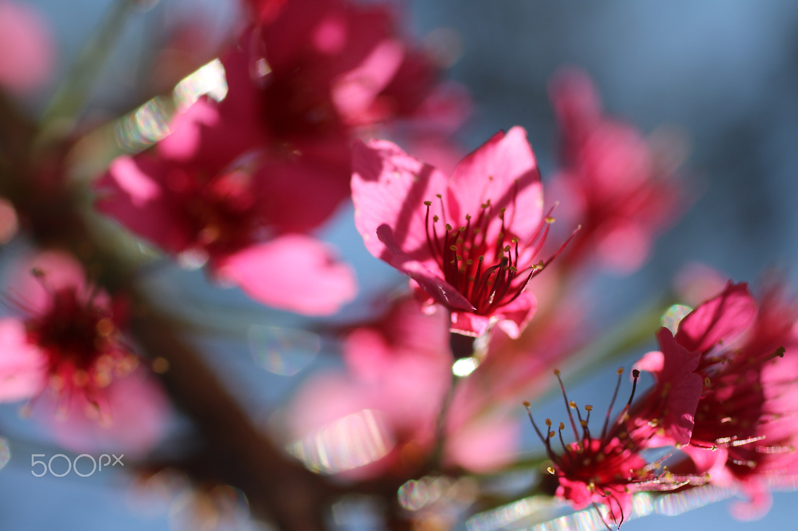 Canon EF 50mm F2.5 Macro sample photo. Spring 2207 photography