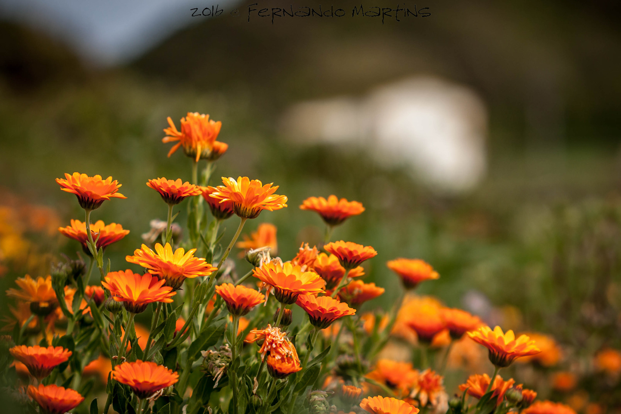 Canon EF 100mm F2.8 Macro USM sample photo. Flores photography