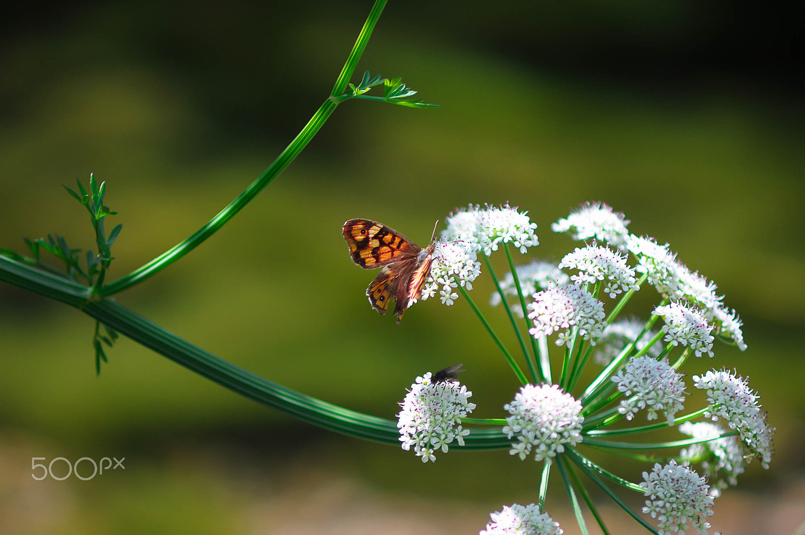 Nikon D90 + AF Zoom-Nikkor 70-210mm f/4 sample photo. Butterfly photography