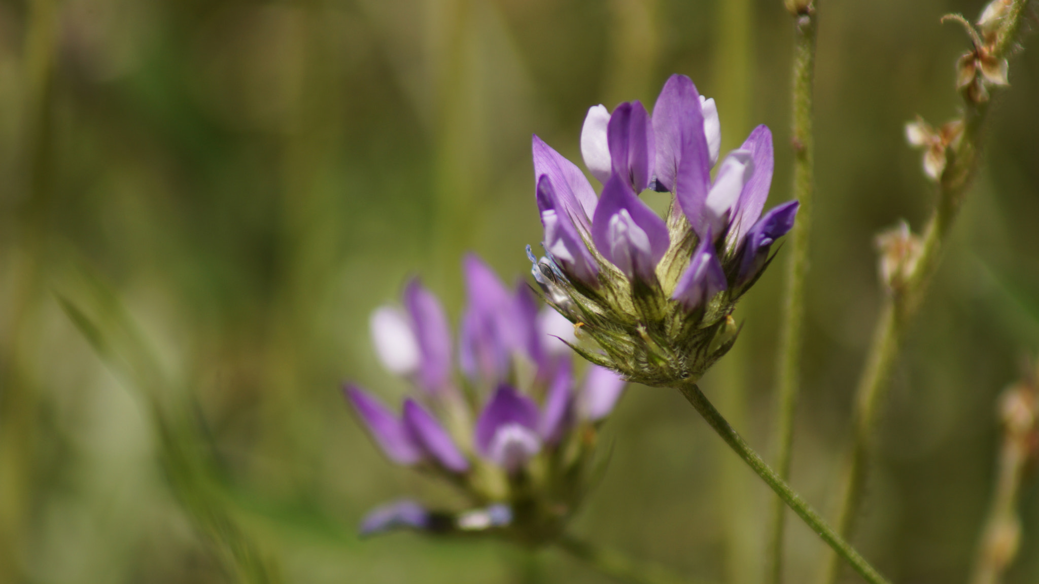 Sony 75-300mm F4.5-5.6 sample photo