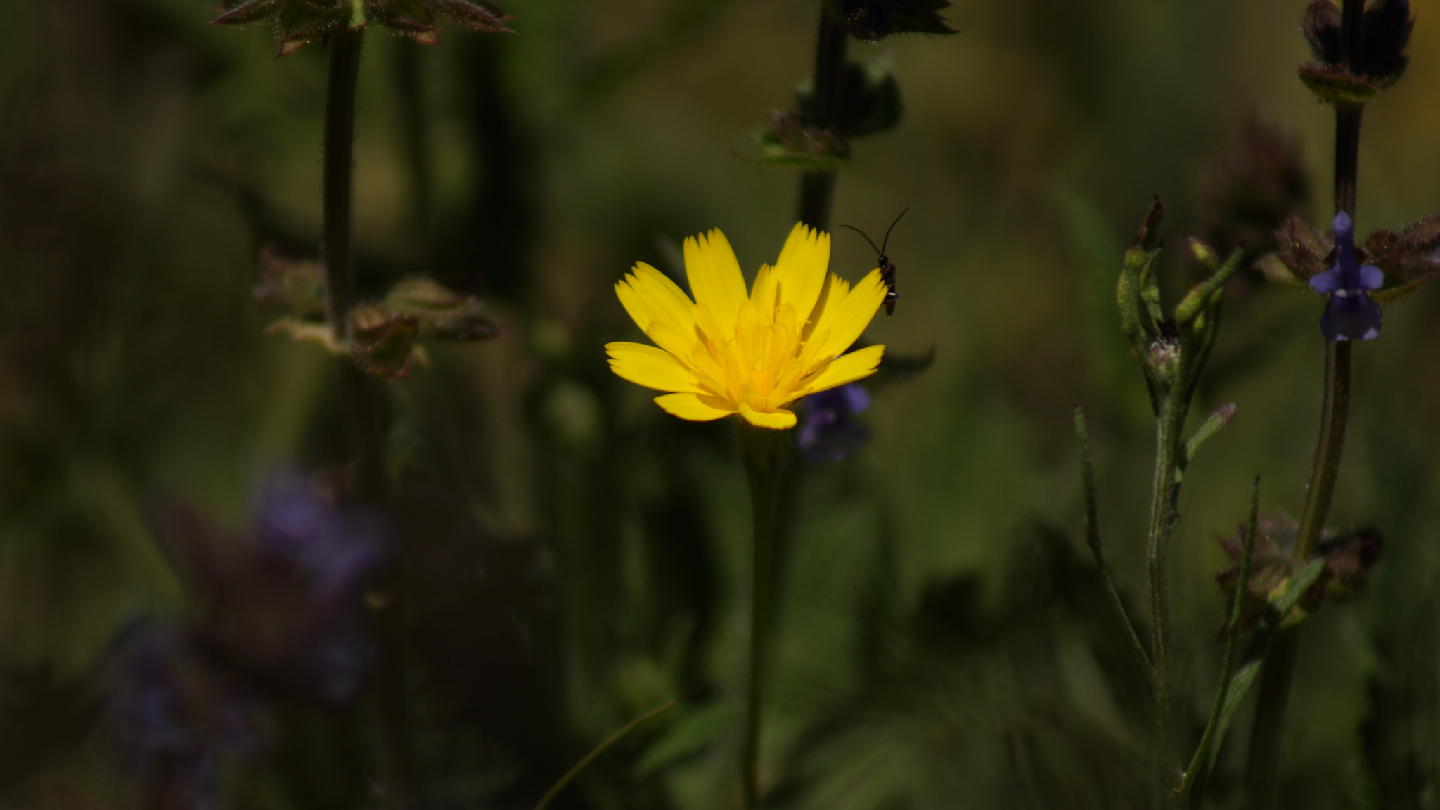 Sony 75-300mm F4.5-5.6 sample photo