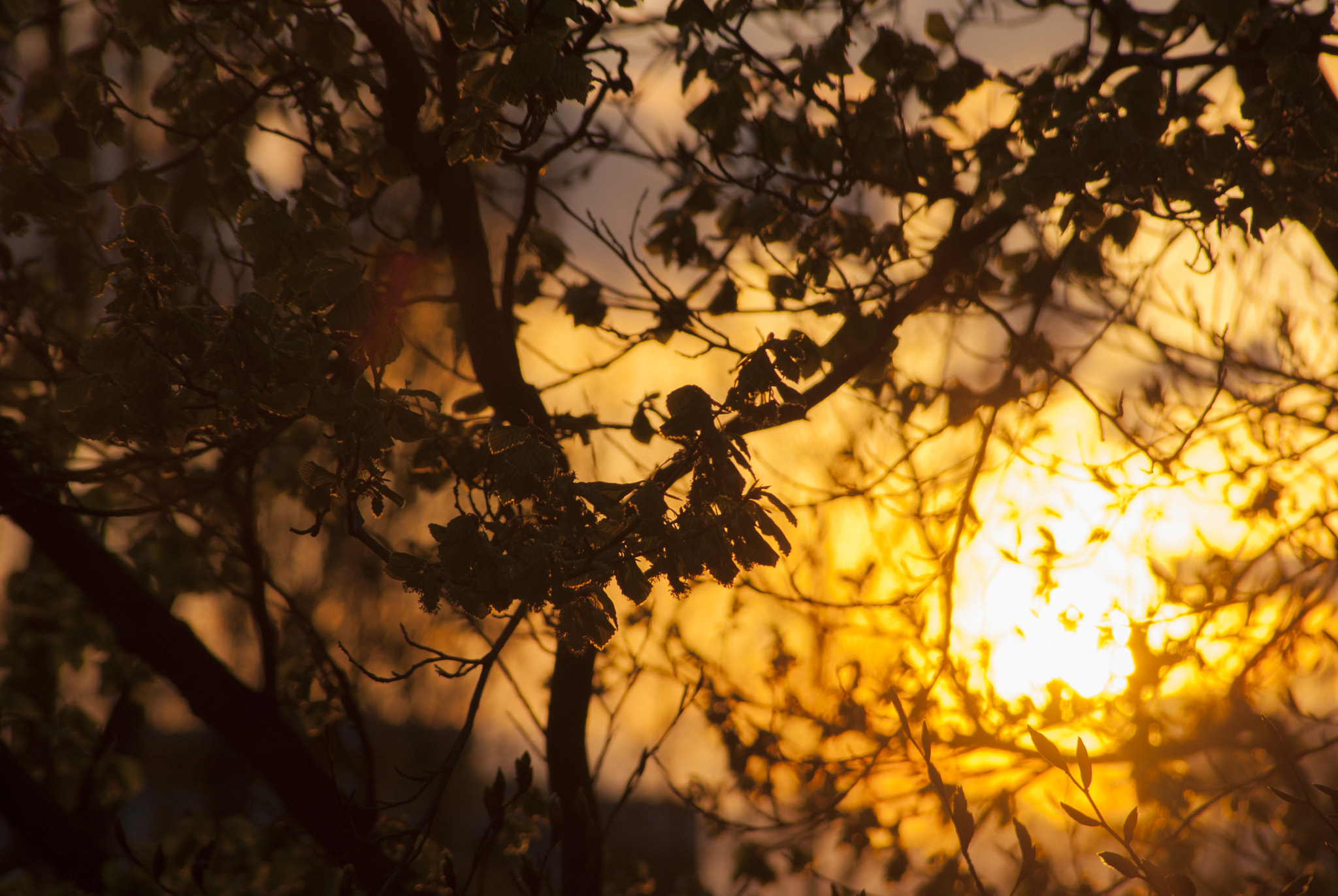 Sony Alpha DSLR-A300 + Vivitar 28-210mm F3.5-5.6 sample photo. Sunset behind the leaves photography