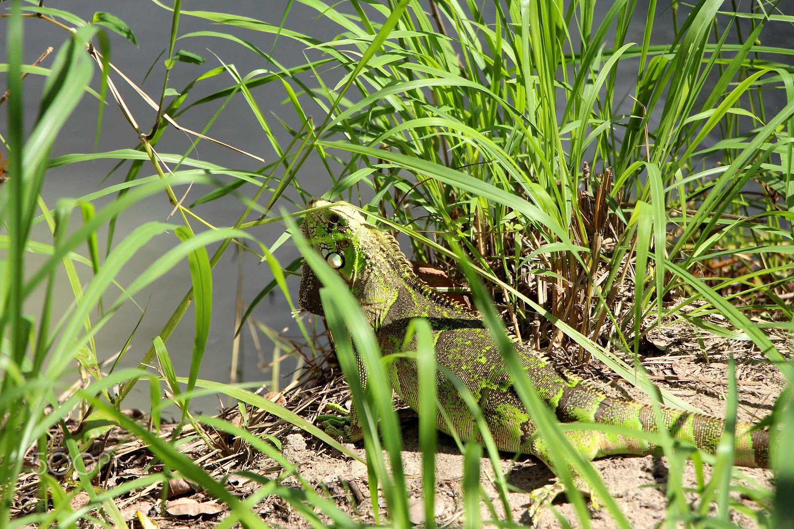 Canon EOS 700D (EOS Rebel T5i / EOS Kiss X7i) sample photo. Lizard photography