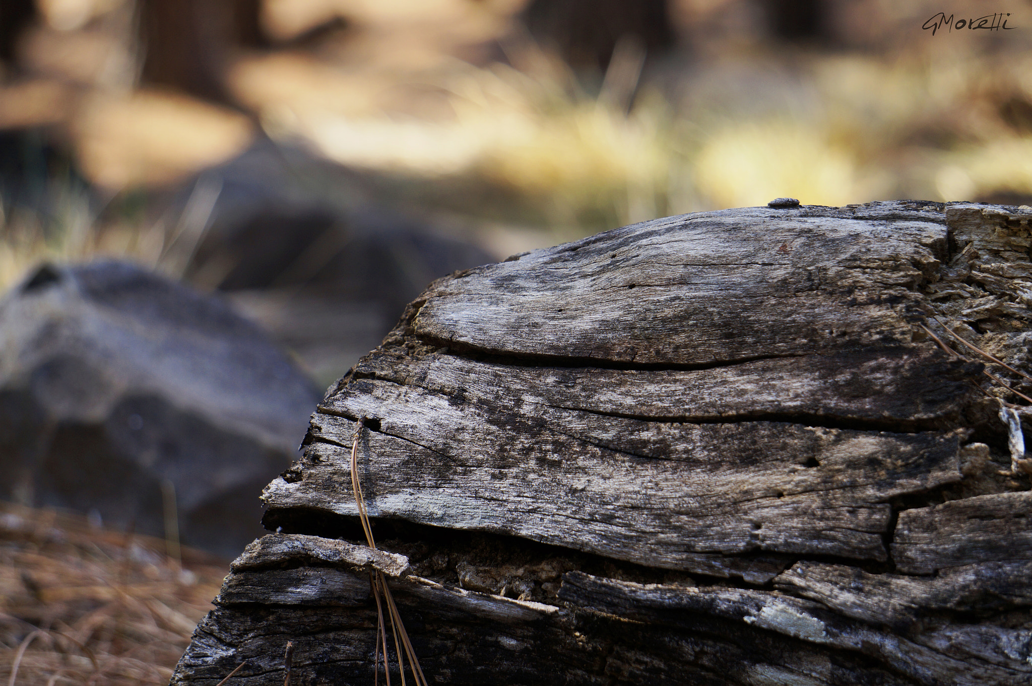 Sony Alpha a3000 sample photo. Fall wooden photography