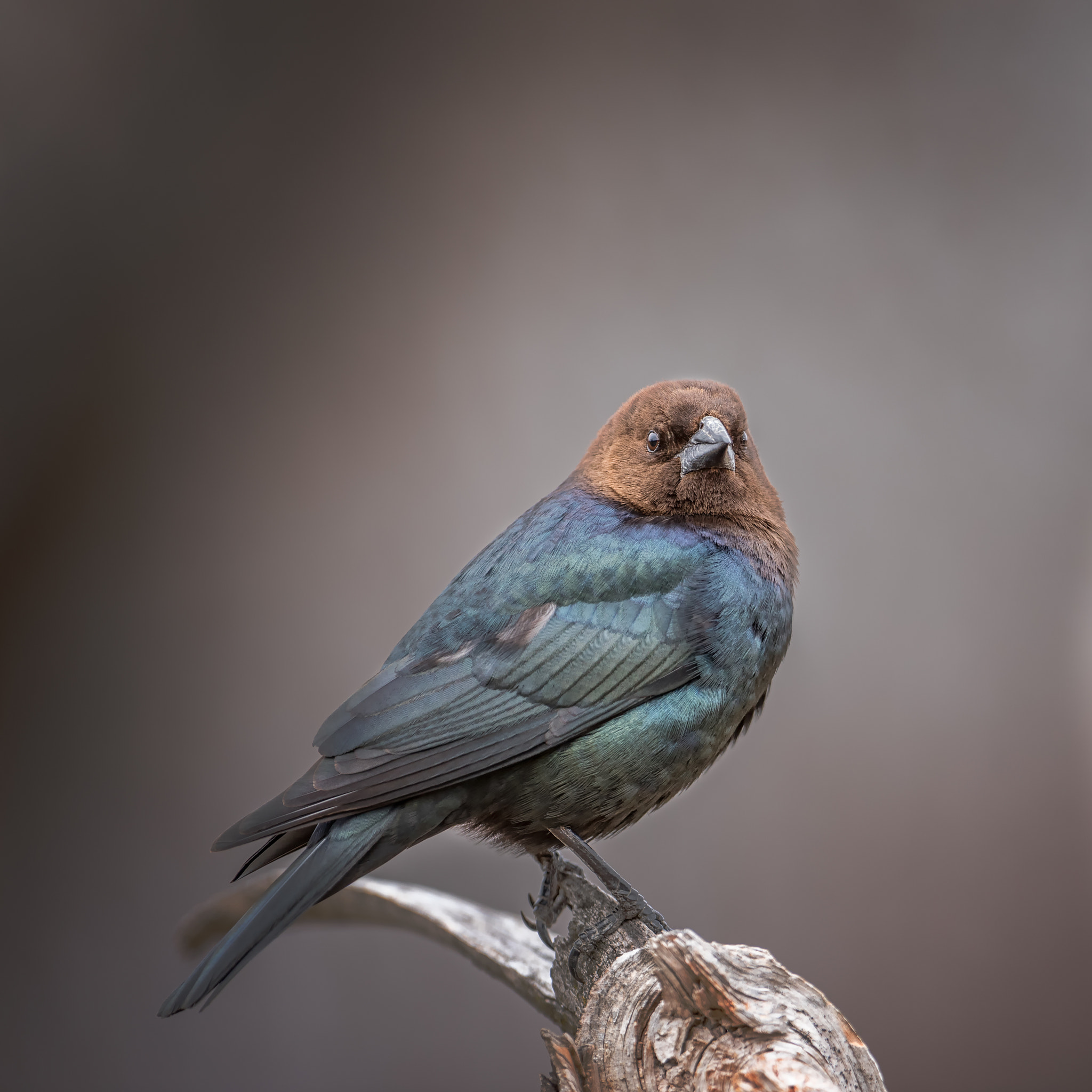 Nikon D750 + Nikon AF-S Nikkor 600mm F4G ED VR sample photo. Brown headed cowbird male photography