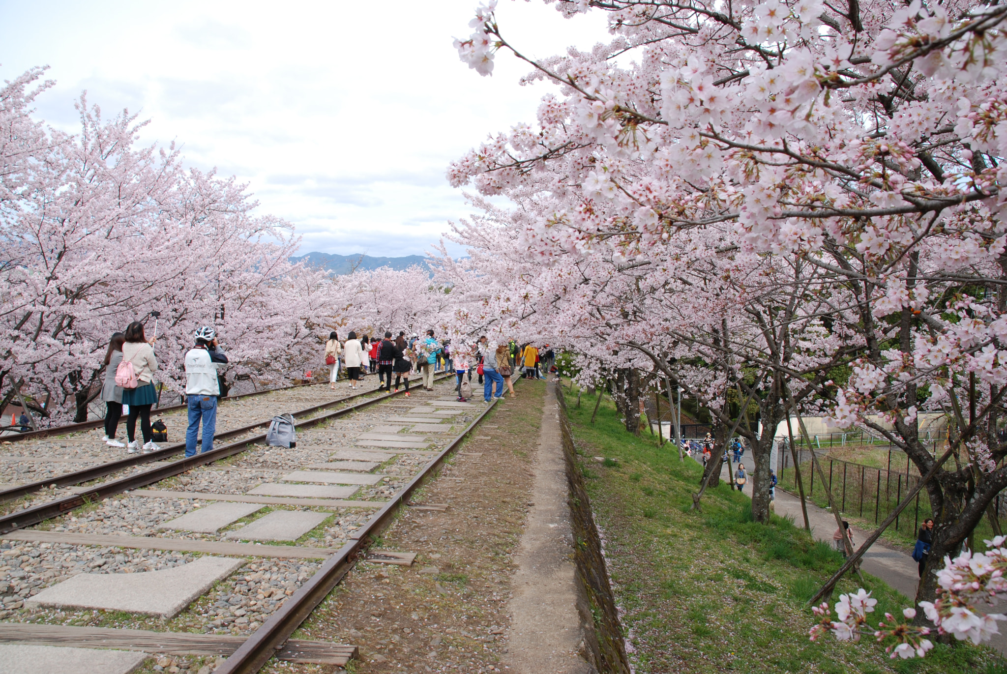 Nikon D80 + Sigma 18-200mm F3.5-6.3 DC sample photo. Sakura see walking down the line photography