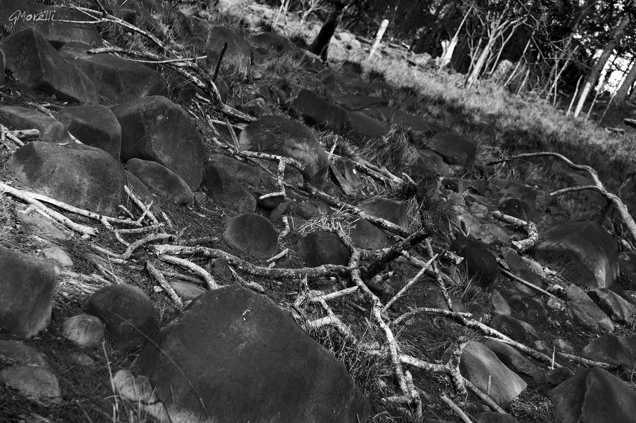 Sony Alpha a3000 sample photo. Broken woods photography