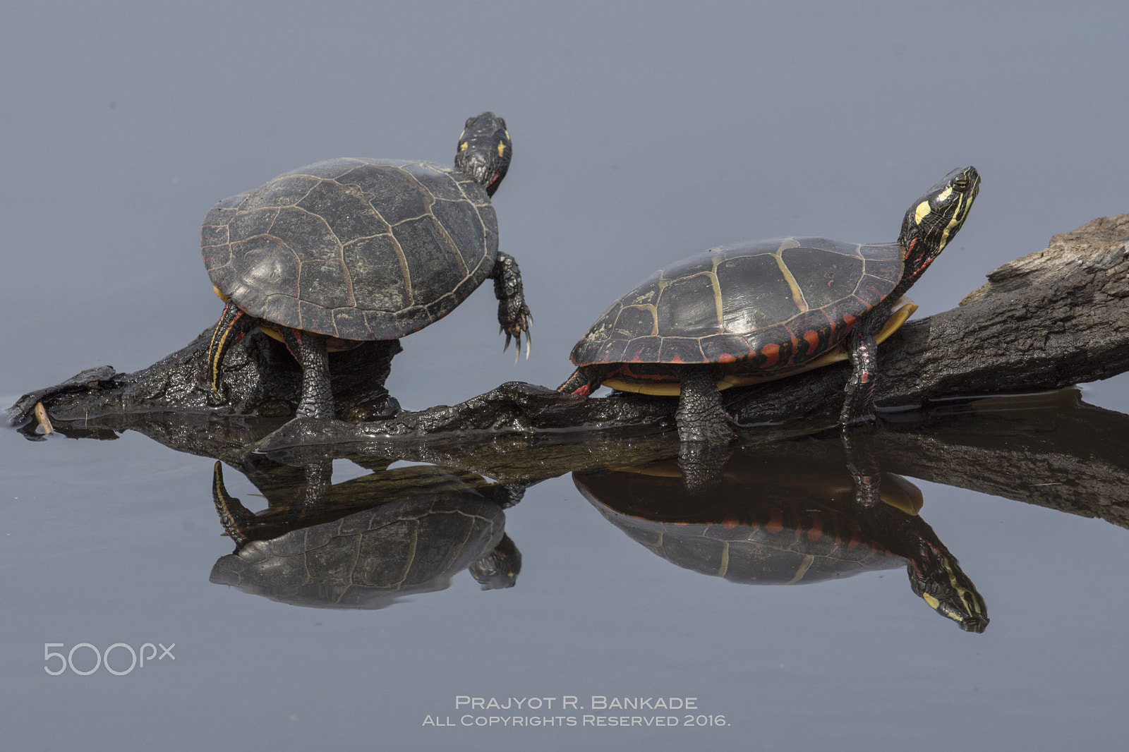 Nikon D7200 + Nikon AF-S Nikkor 500mm F4G ED VR sample photo. Painted turtle photography