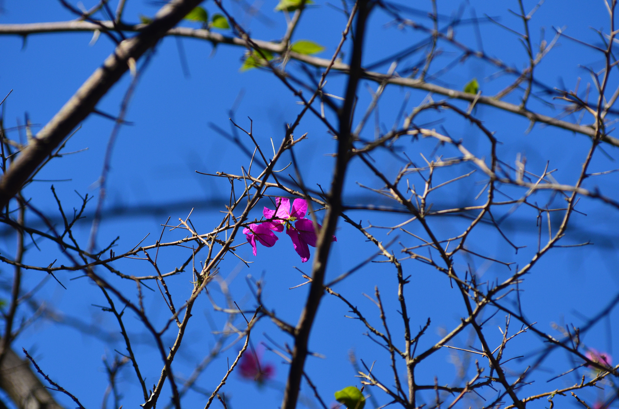 Nikon AF-Nikkor 80-200mm F2.8D ED sample photo. Untitled photography