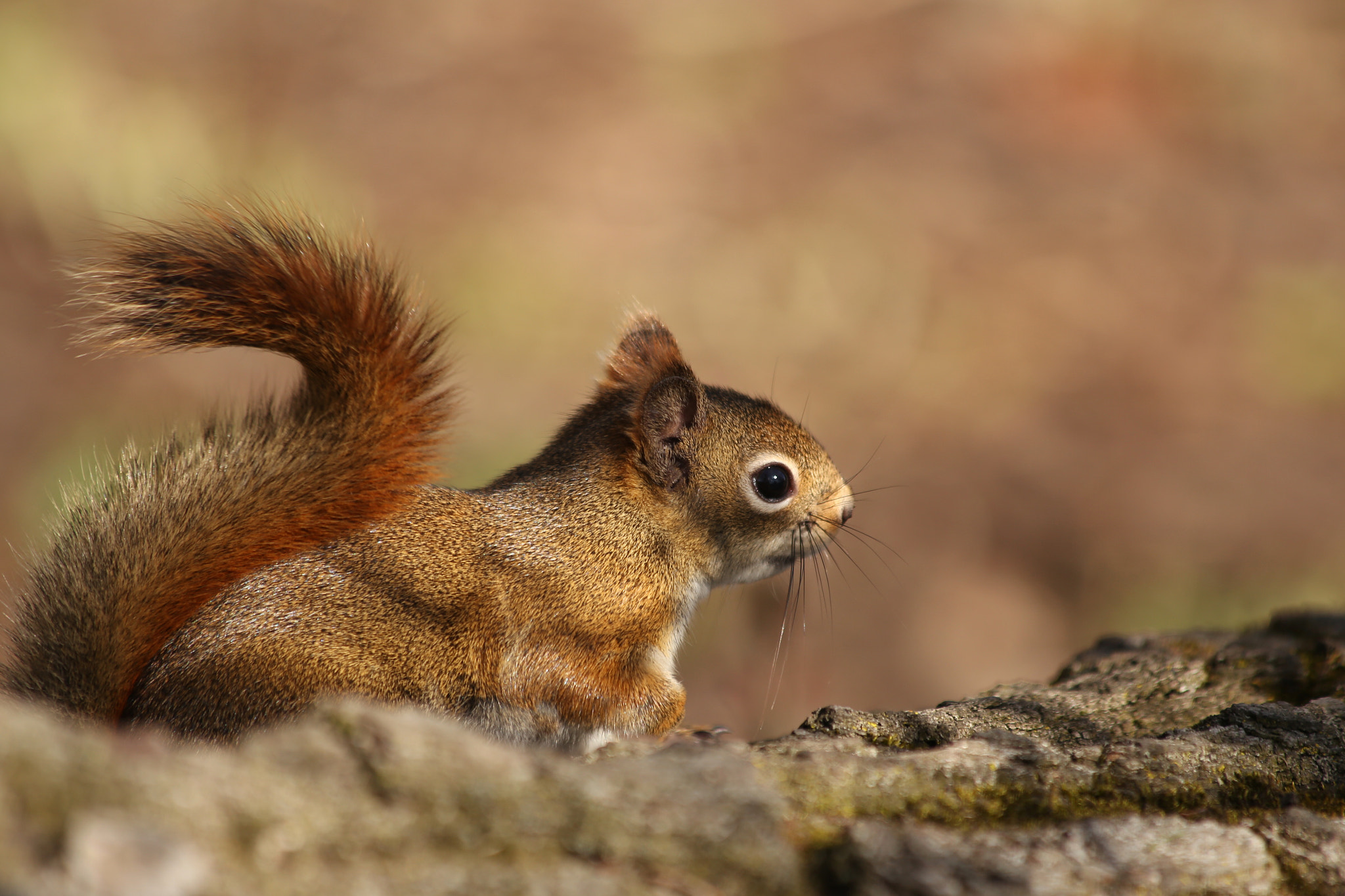Canon EF 70-300mm F4-5.6 IS USM sample photo