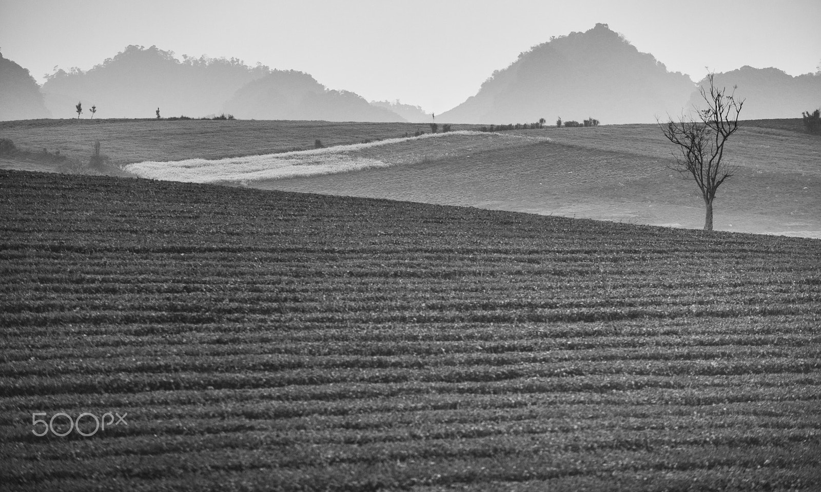 Canon EF 80-200mm f/2.8L sample photo. Tea field photography