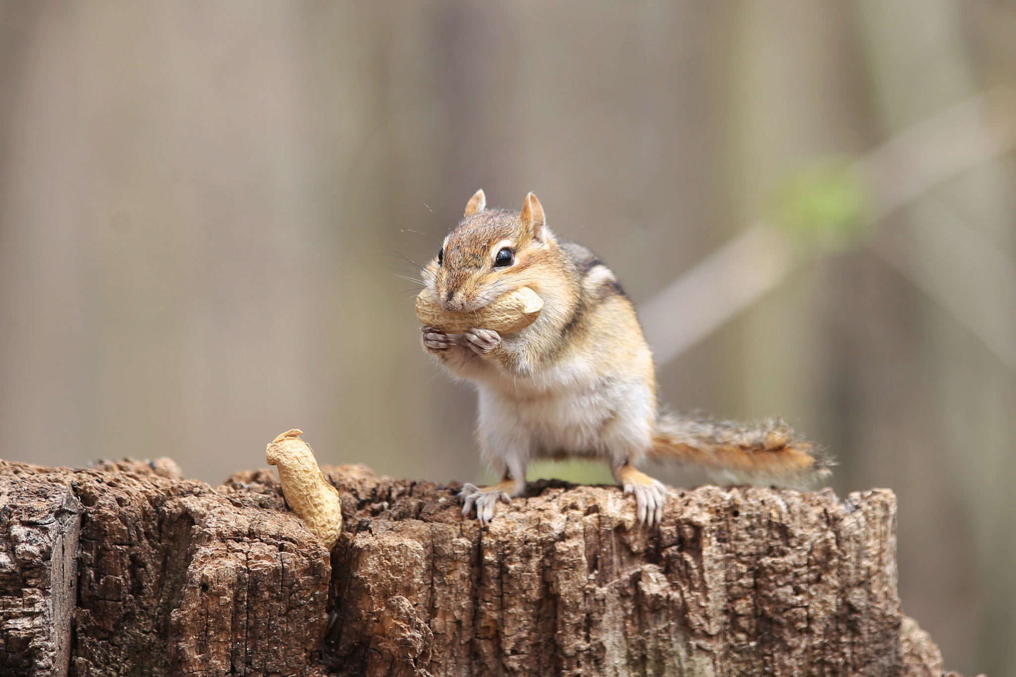 Canon EF 70-300mm F4-5.6 IS USM sample photo