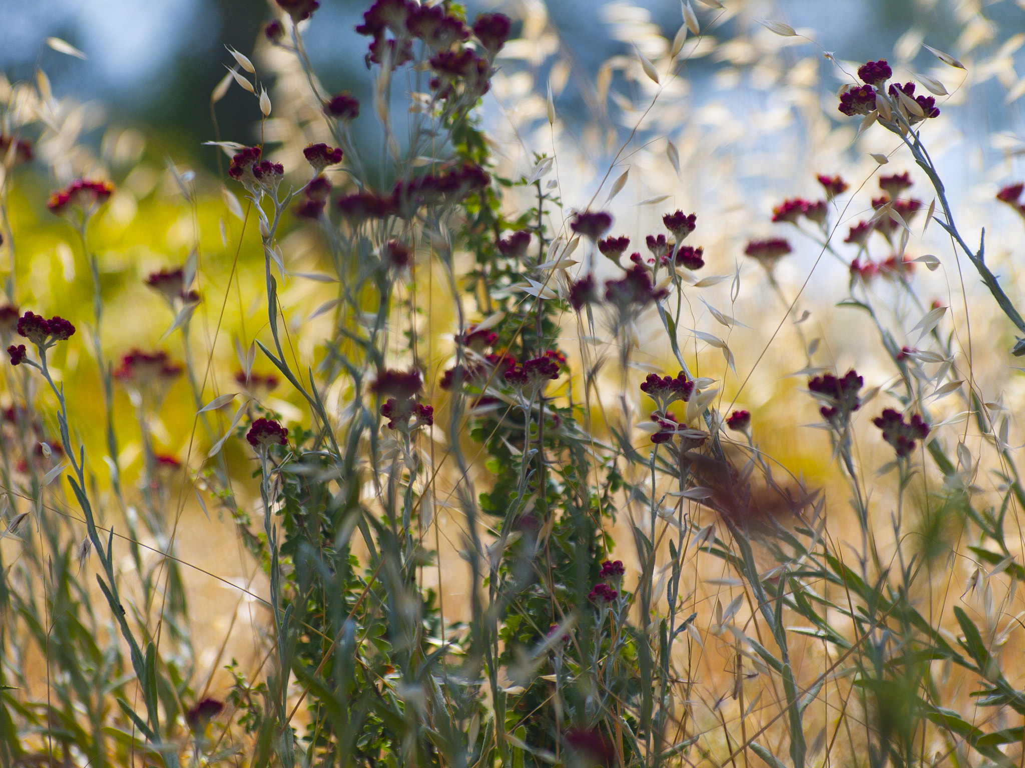 Olympus Zuiko Digital ED 70-300mm F4.0-5.6 sample photo. Ierusalem photography