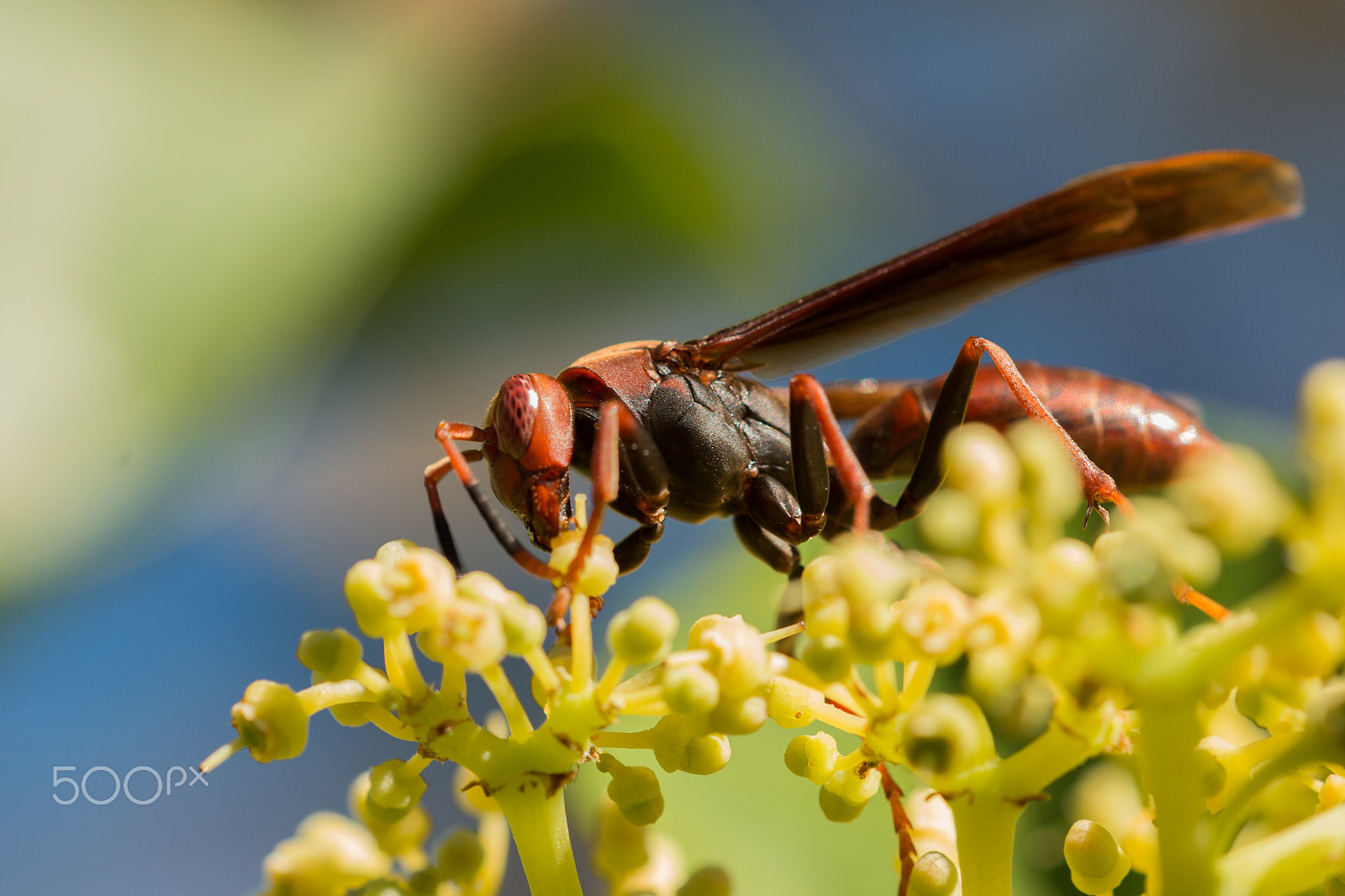 Sigma 150mm f/2.8 EX DG OS HSM APO Macro sample photo. Paper wasp photography