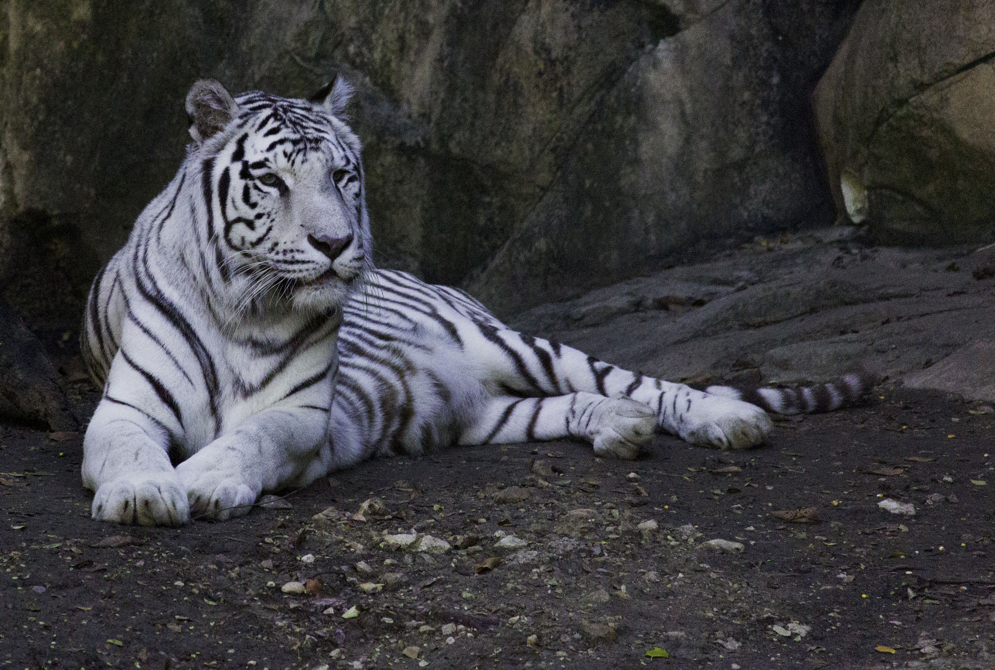 Canon EF-S 55-250mm F4-5.6 IS STM sample photo. Dfwz photography