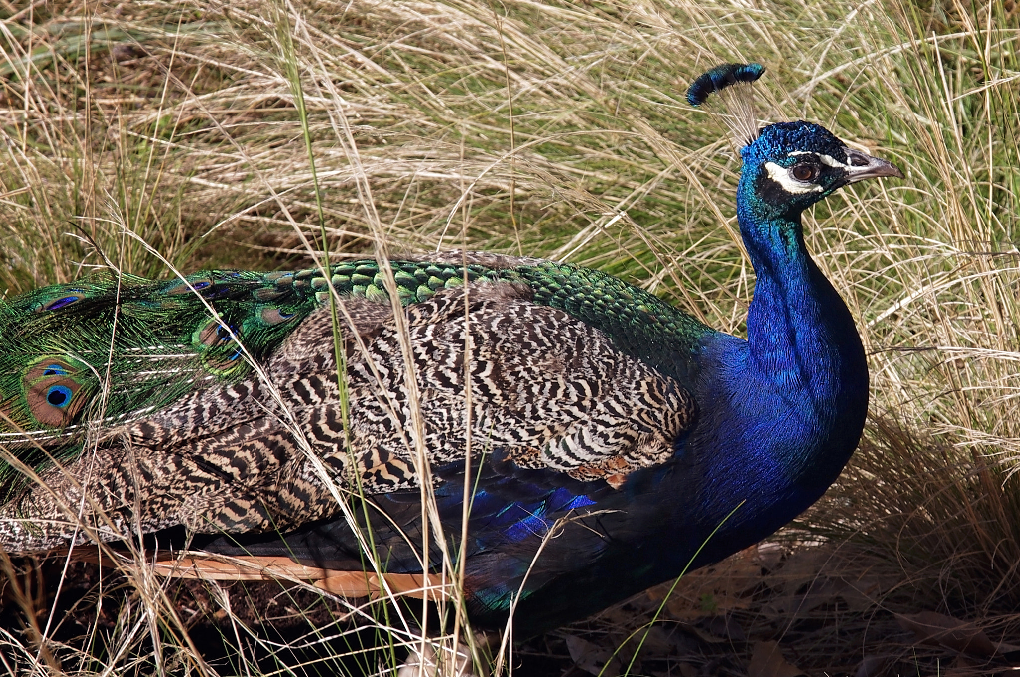 Pentax K-x sample photo. Peacock photography