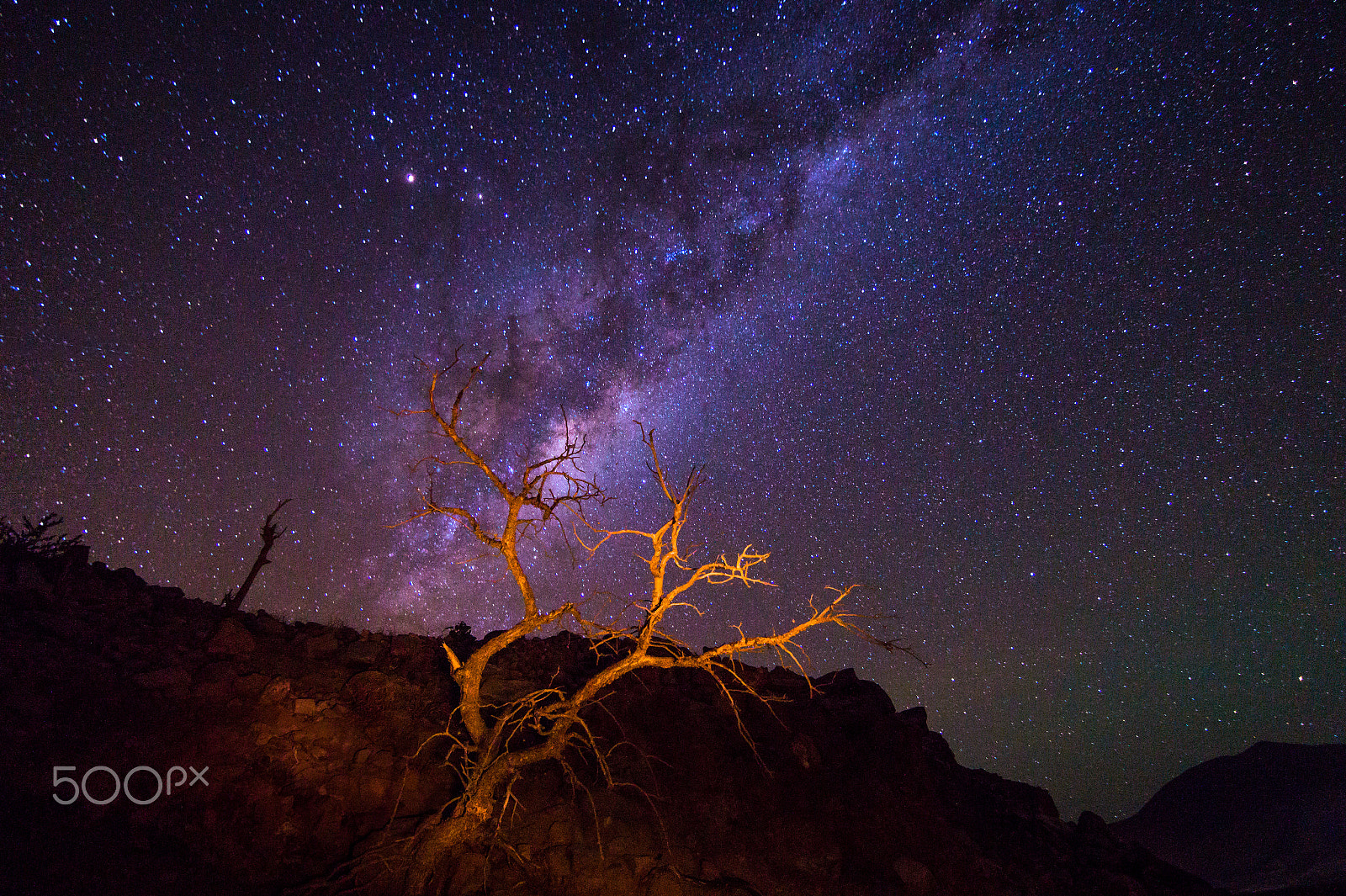 Sony SLT-A58 + 20mm F2.8 sample photo. The tree and the universe photography