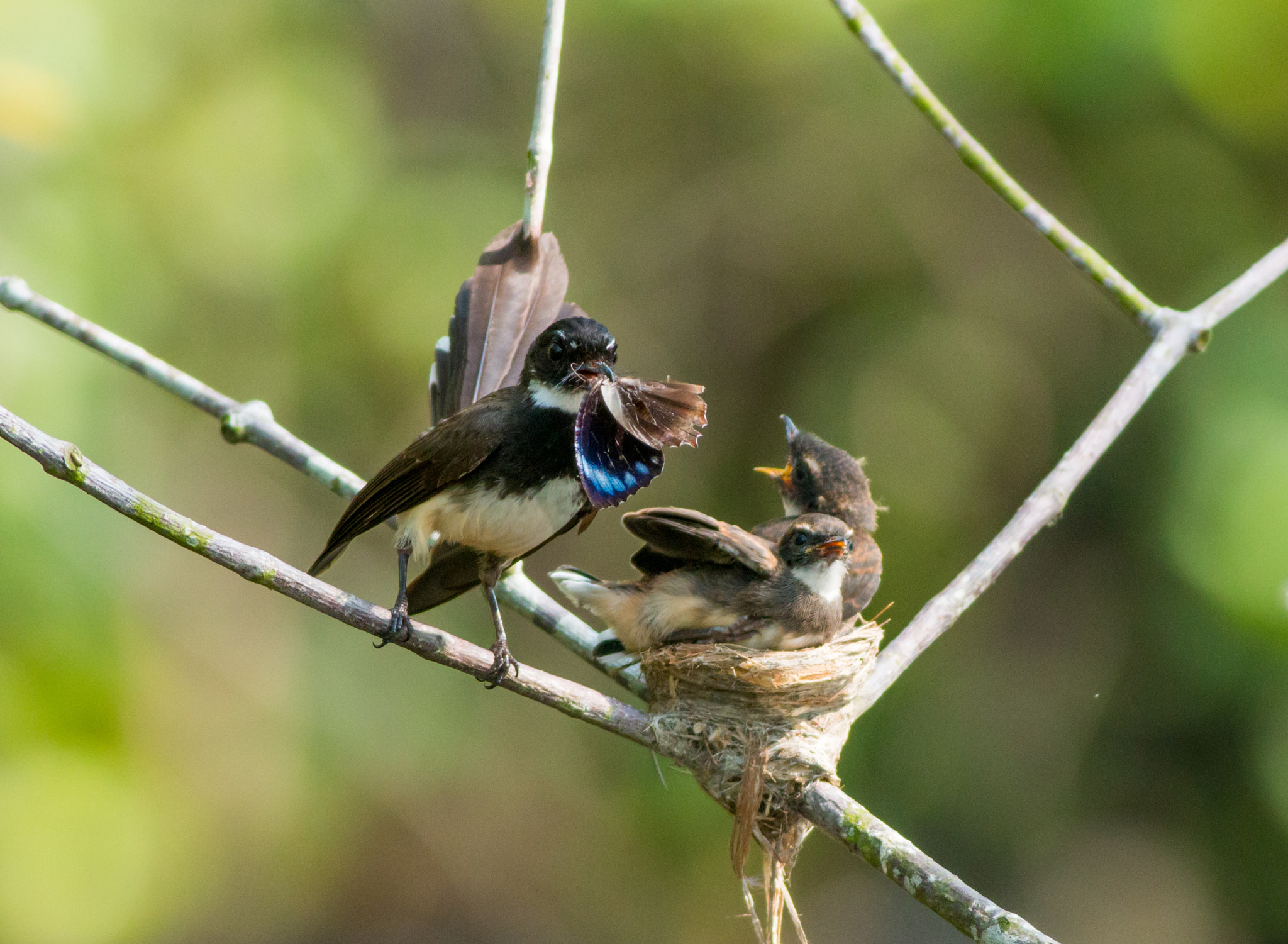 Canon EOS 70D + Canon EF 400mm F5.6L USM sample photo. Pied fantail feeding its young photography