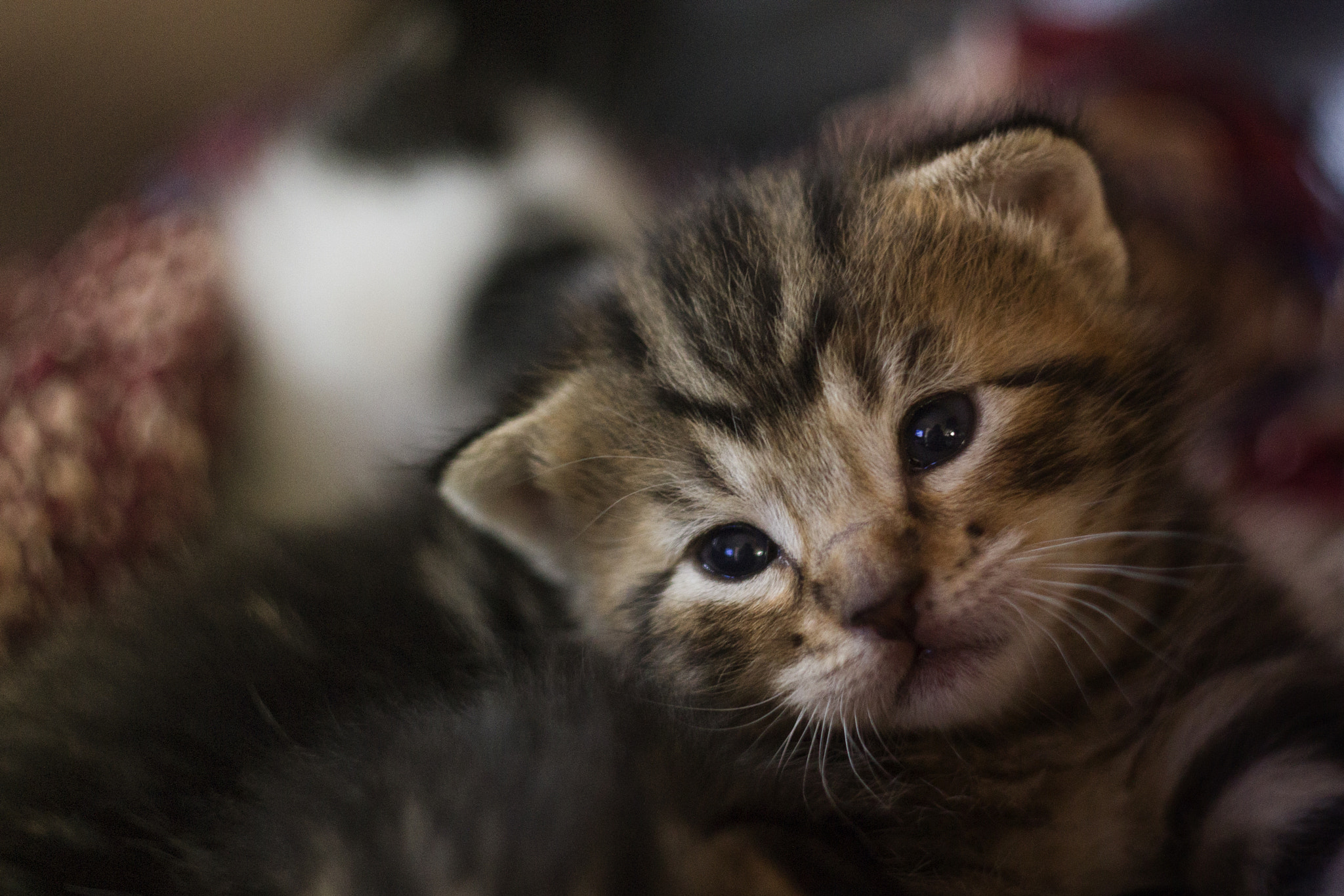 Canon EF 35-80mm f/4-5.6 sample photo. Kitten photography