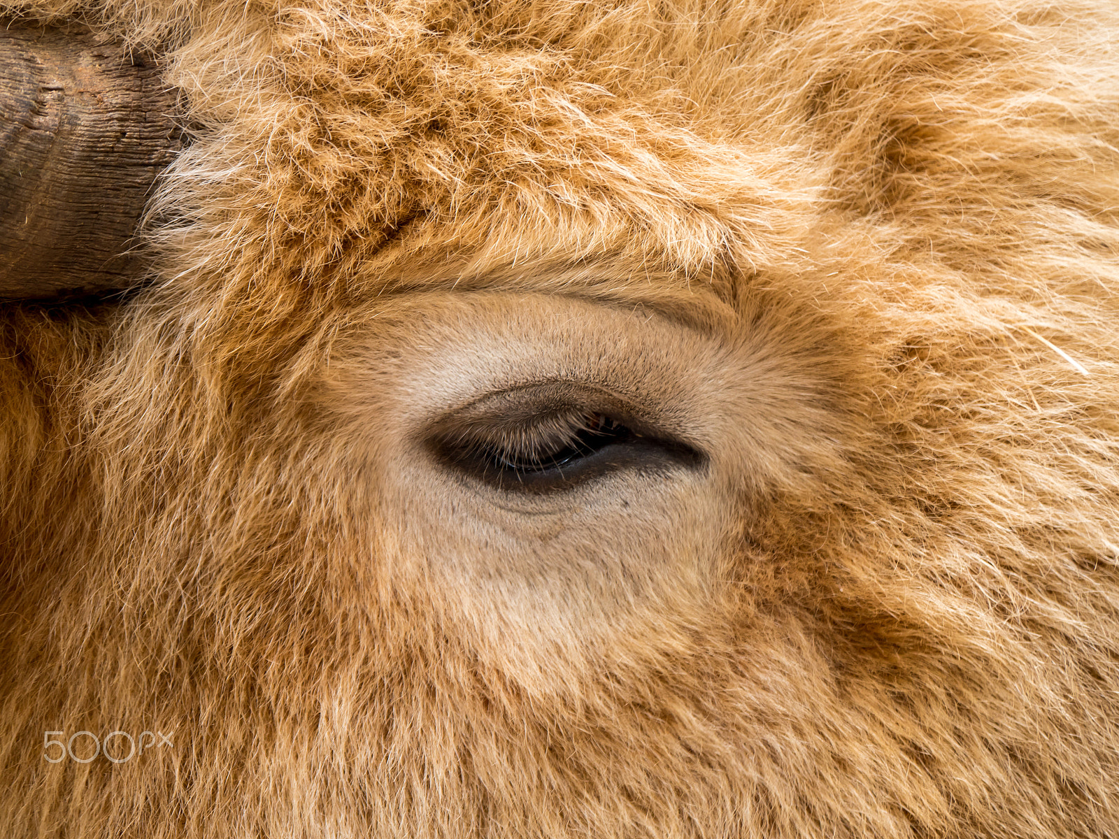 Panasonic Lumix DMC-GH4 sample photo. Bison eye photography