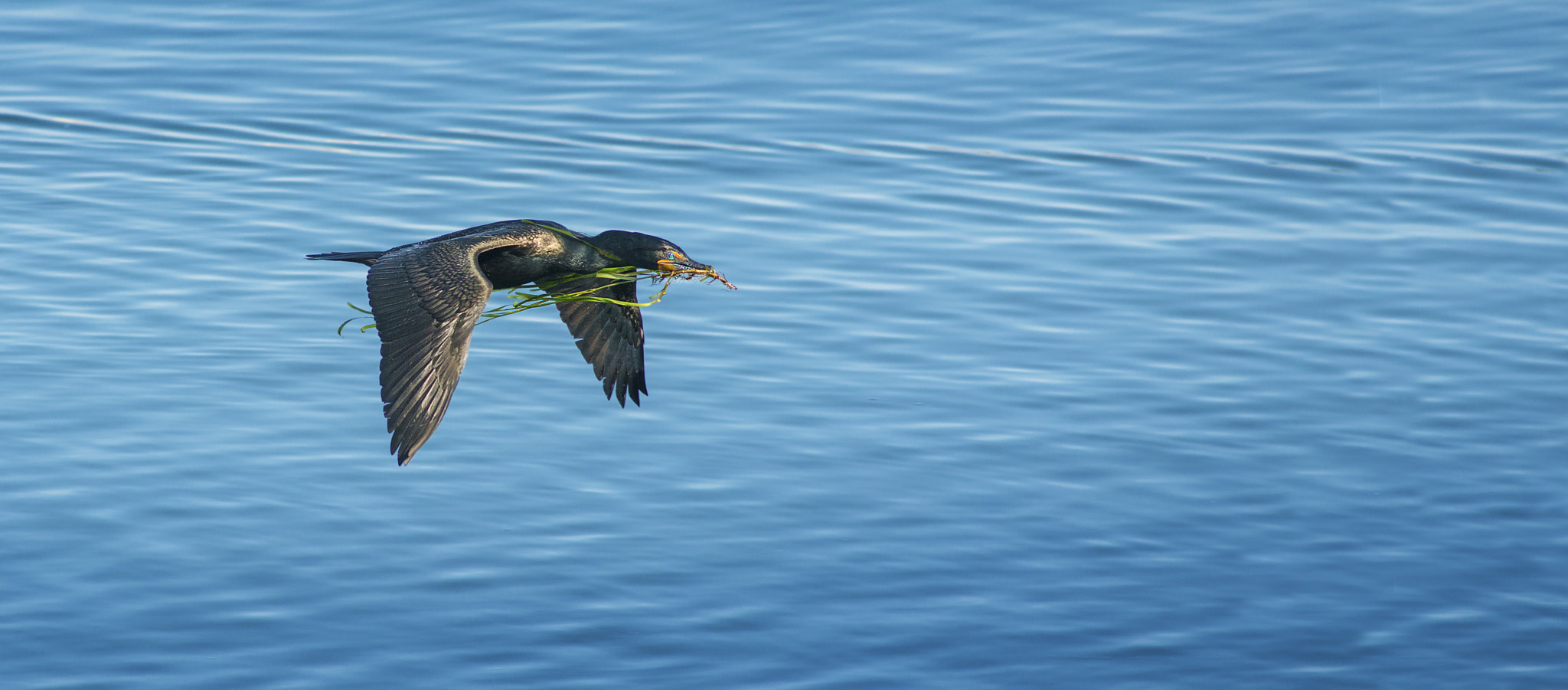 Nikon D800E + AF Nikkor 300mm f/4 IF-ED sample photo. Building the nest photography