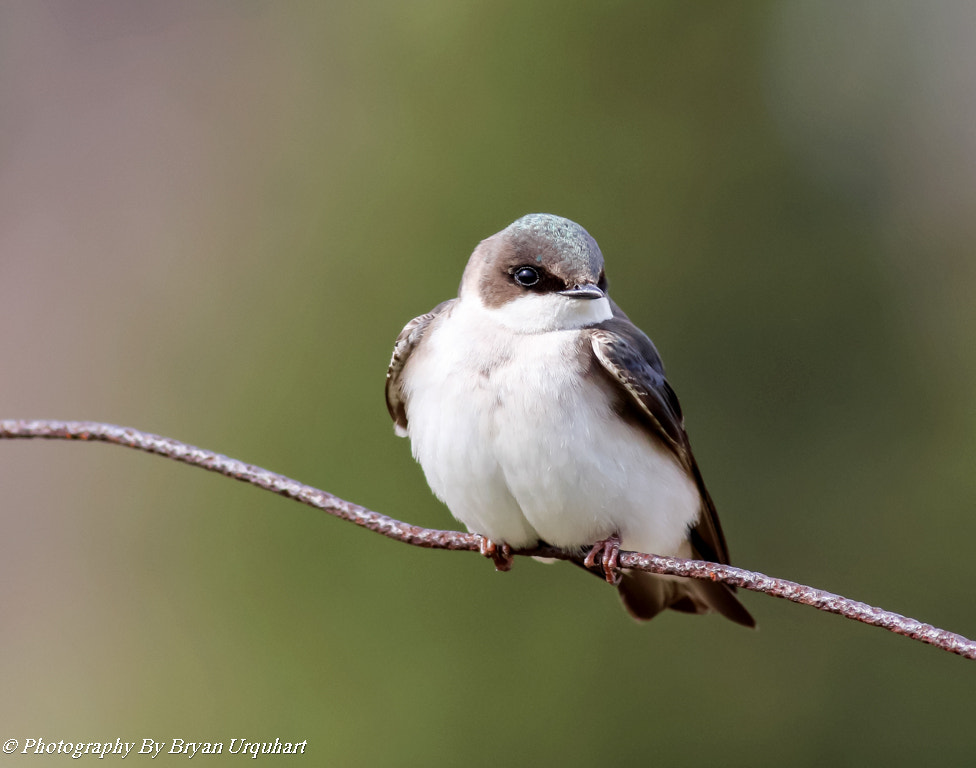 Canon EOS 70D + Canon EF 400mm F5.6L USM sample photo. Tree swallow photography