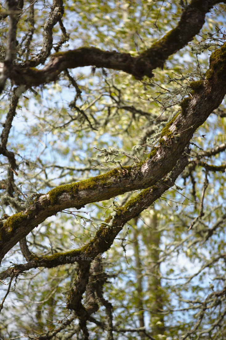 ZEISS Apo Sonnar T* 135mm F2 sample photo. Branches photography