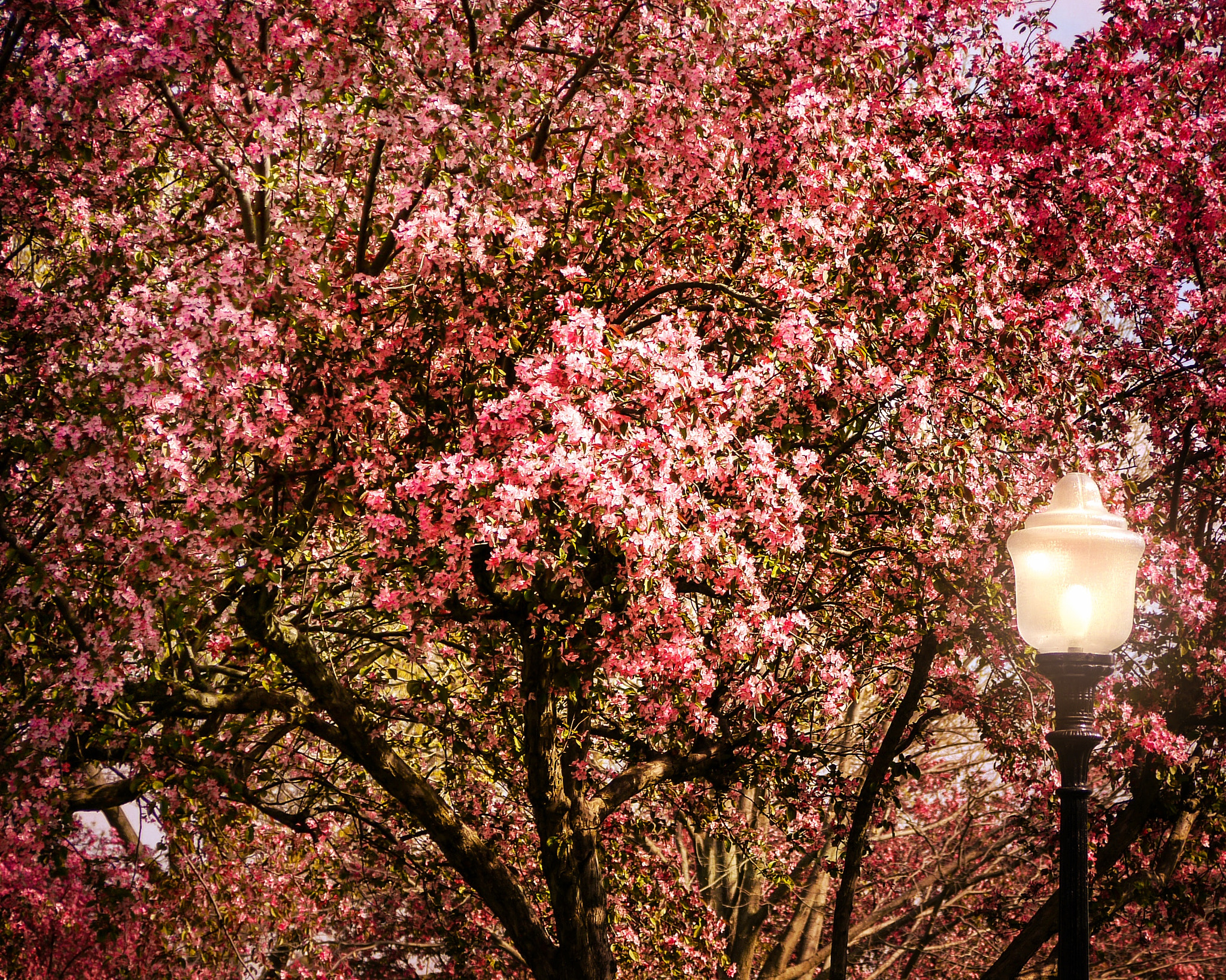 Panasonic Lumix G Vario 45-200mm F4-5.6 OIS sample photo. Lit up blossoms photography
