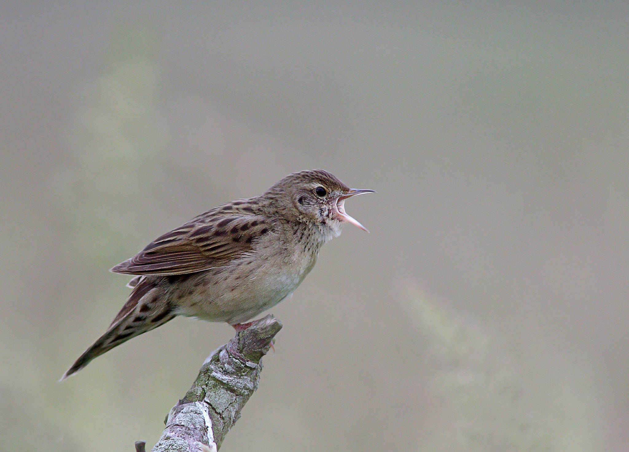 Sigma 300mm F2.8 APO EX DG HSM sample photo. Common grasshopper warbler photography