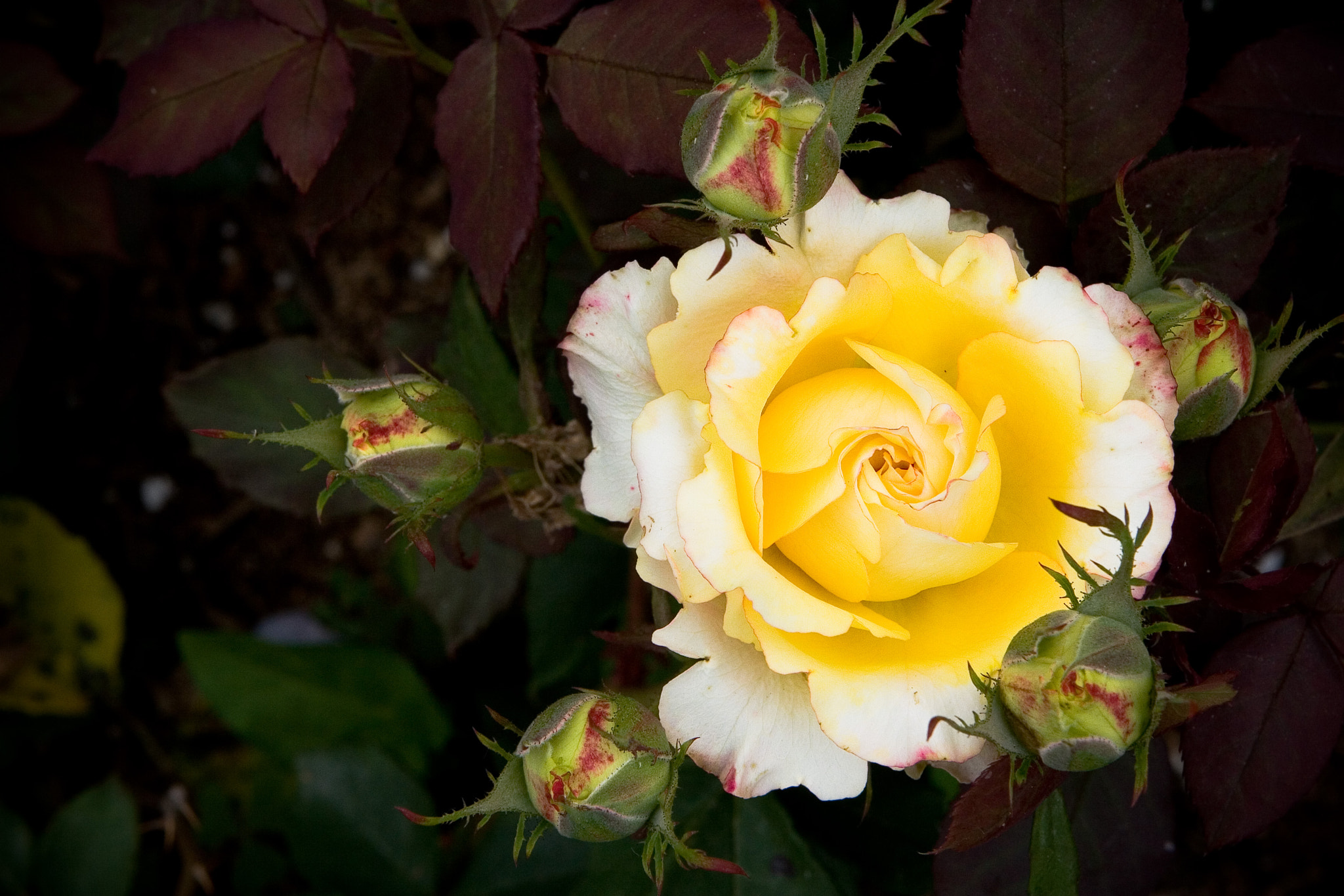Canon EOS 30D + Canon EF 24-70mm F2.8L USM sample photo. Rose photography
