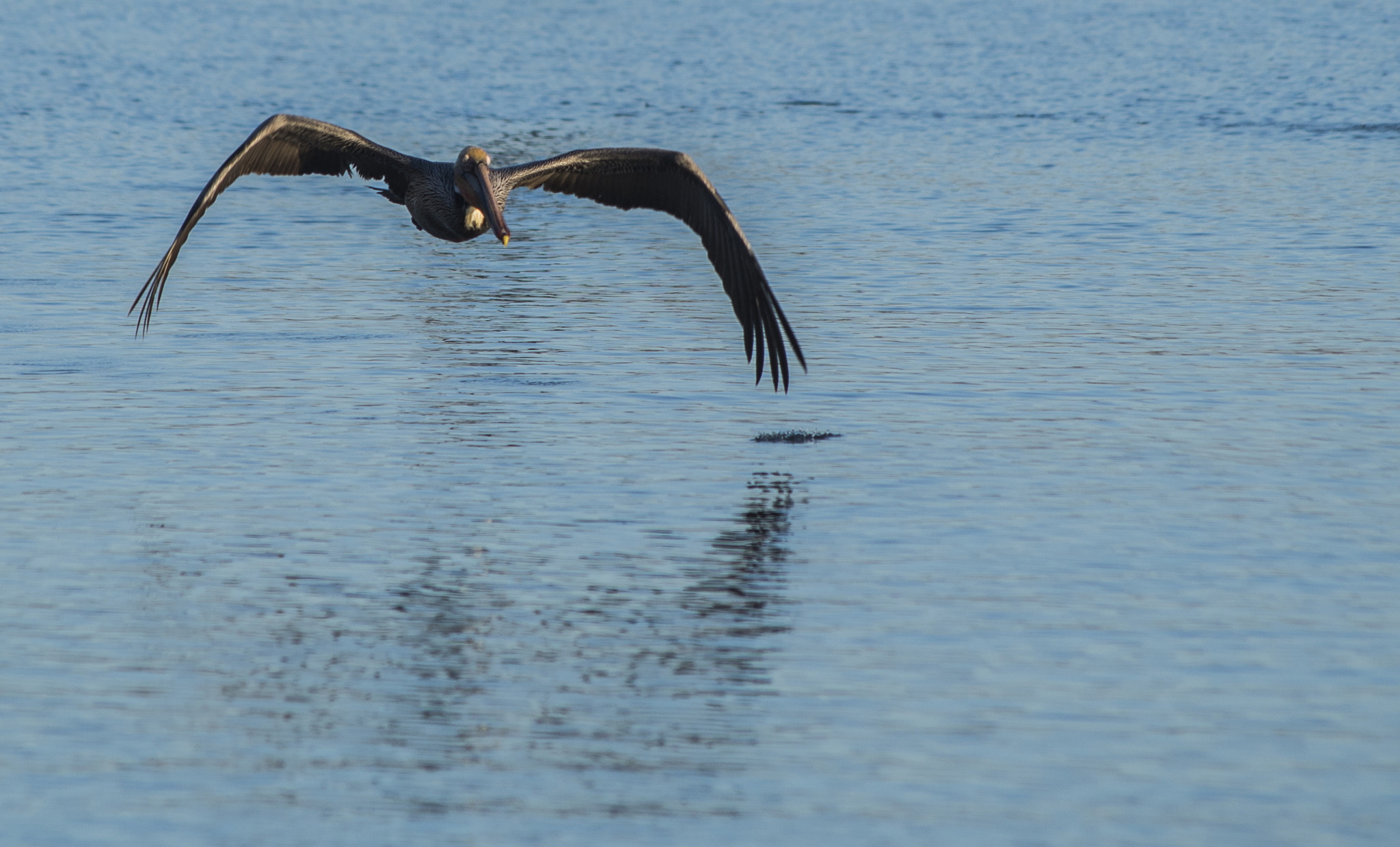 Pentax smc DA 55-300mm F4.0-5.8 ED sample photo. Pelican on the wing photography