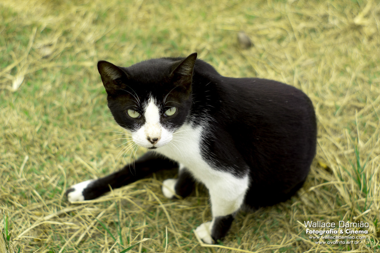Sony SLT-A77 + Minolta AF 50mm F1.7 sample photo. Gato do pier photography