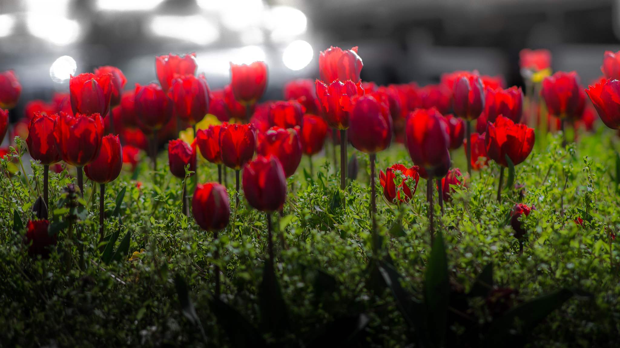 Tamron AF 55-200mm F4-5.6 Di II LD Macro sample photo. Red roses photography