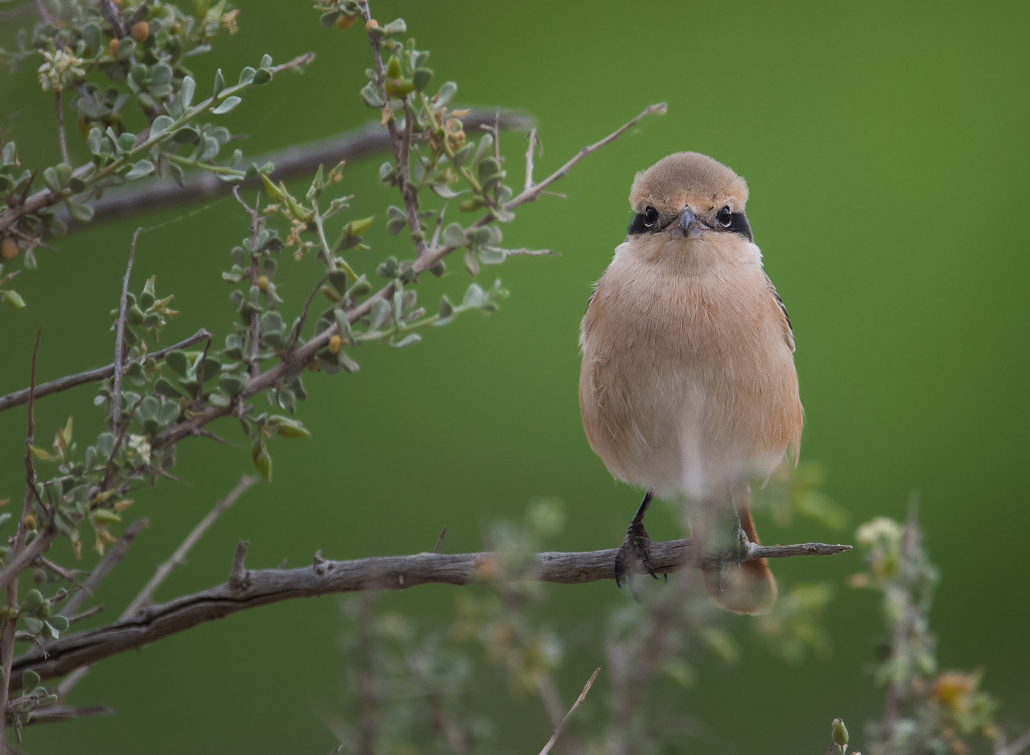Nikon D4S sample photo. Daurian shrike photography