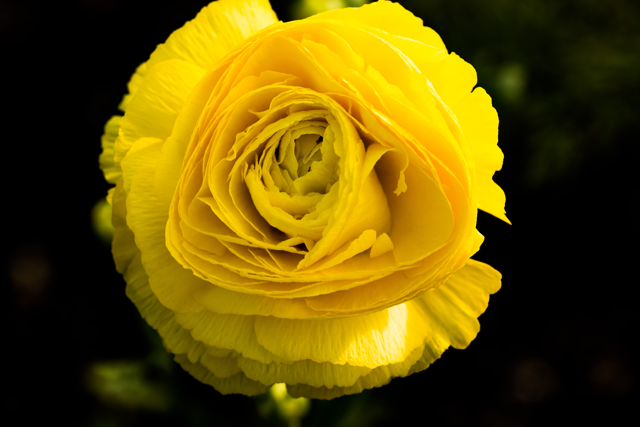 Nikon D800 + Nikon AF Micro-Nikkor 200mm F4D ED-IF sample photo. Yellow buttercup photography