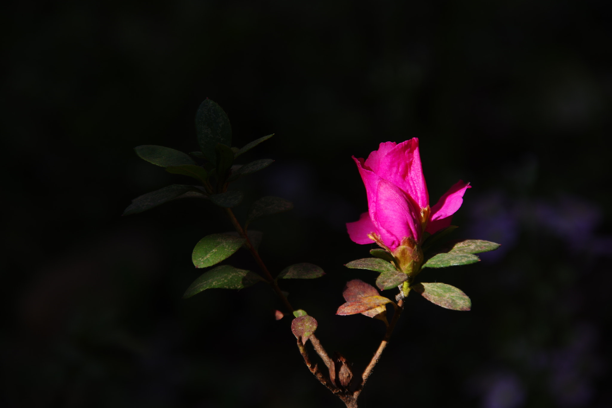 Pentax K-3 sample photo