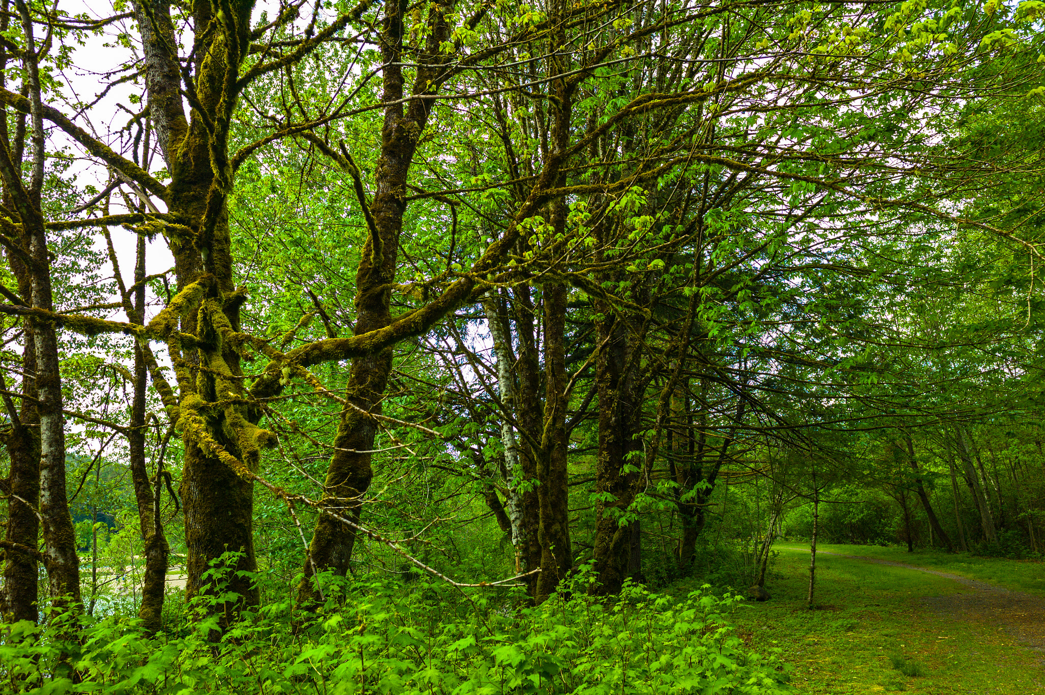 Leica Elmarit-M 28mm f/2.8 (IV) sample photo. Rattlesnake lake photography