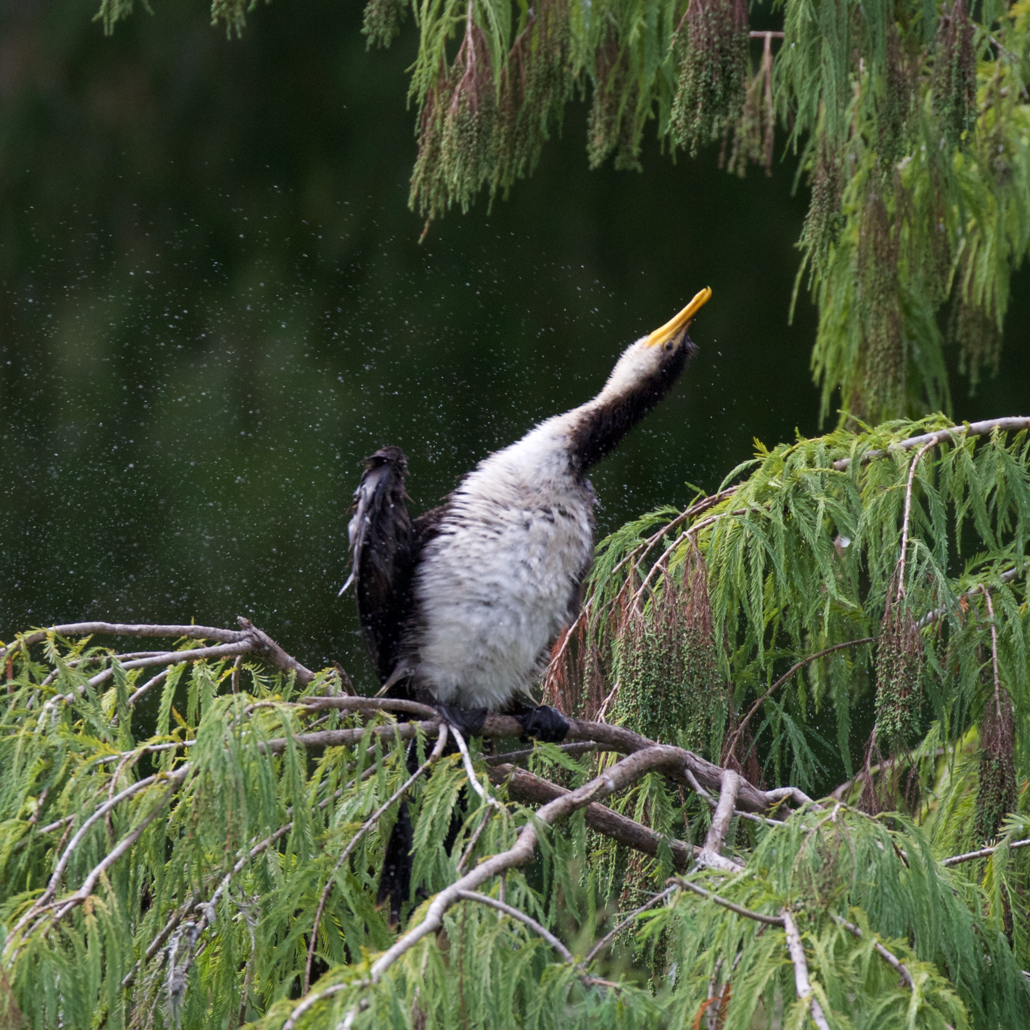 Canon EF 100-400mm F4.5-5.6L IS II USM sample photo. Cormorant shaking off water photography