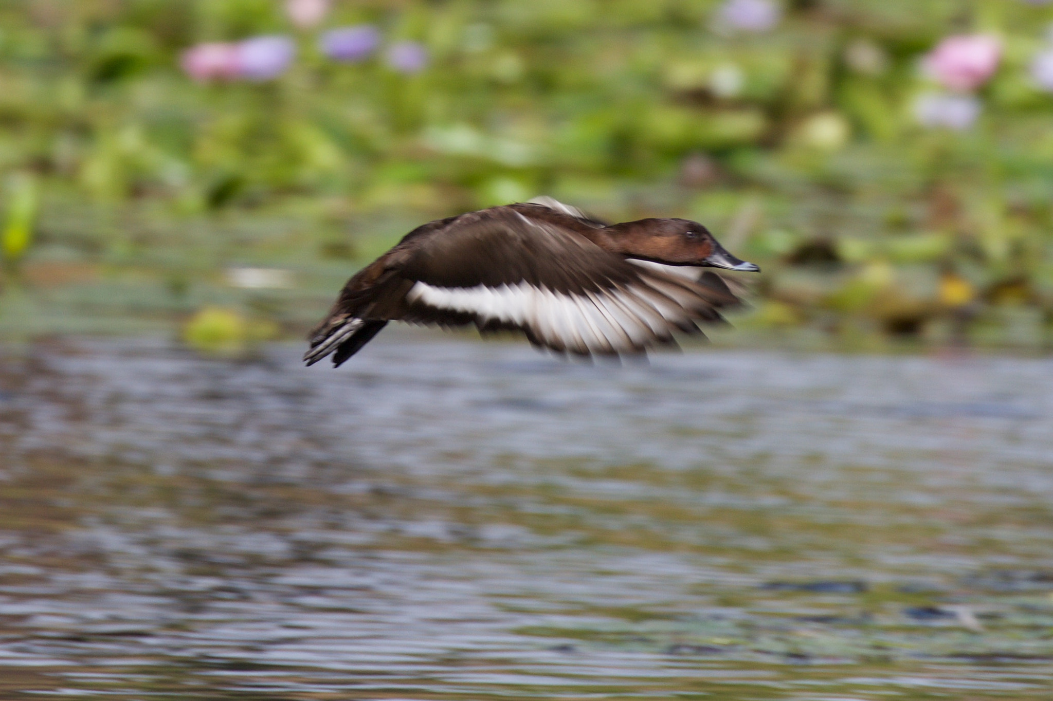 Canon EOS 60D + Canon EF 100-400mm F4.5-5.6L IS II USM sample photo. Duck flying photography