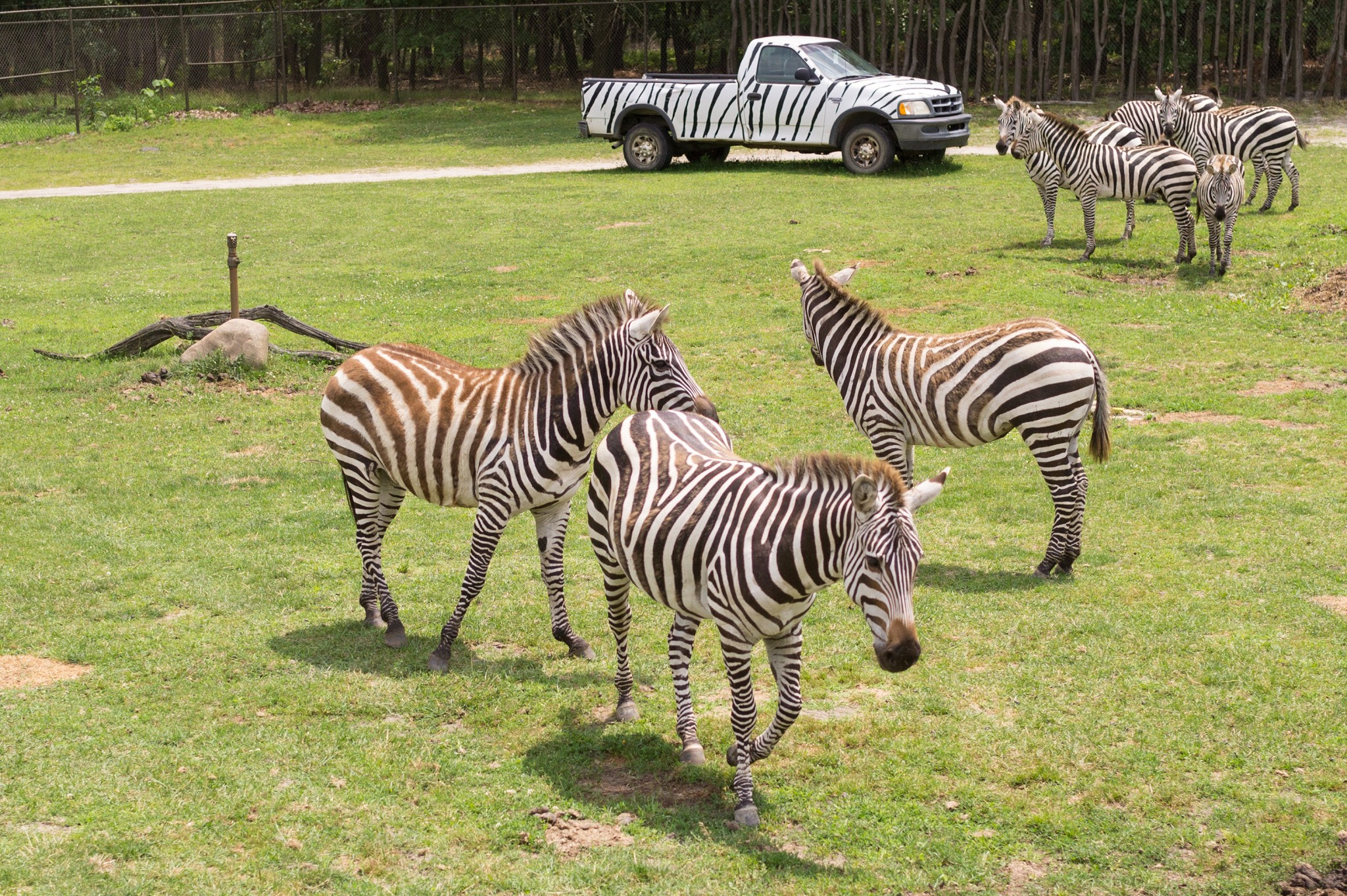 Sony Alpha NEX-5 + Sigma 30mm F2.8 EX DN sample photo. Zebras formed a triangular composition photography